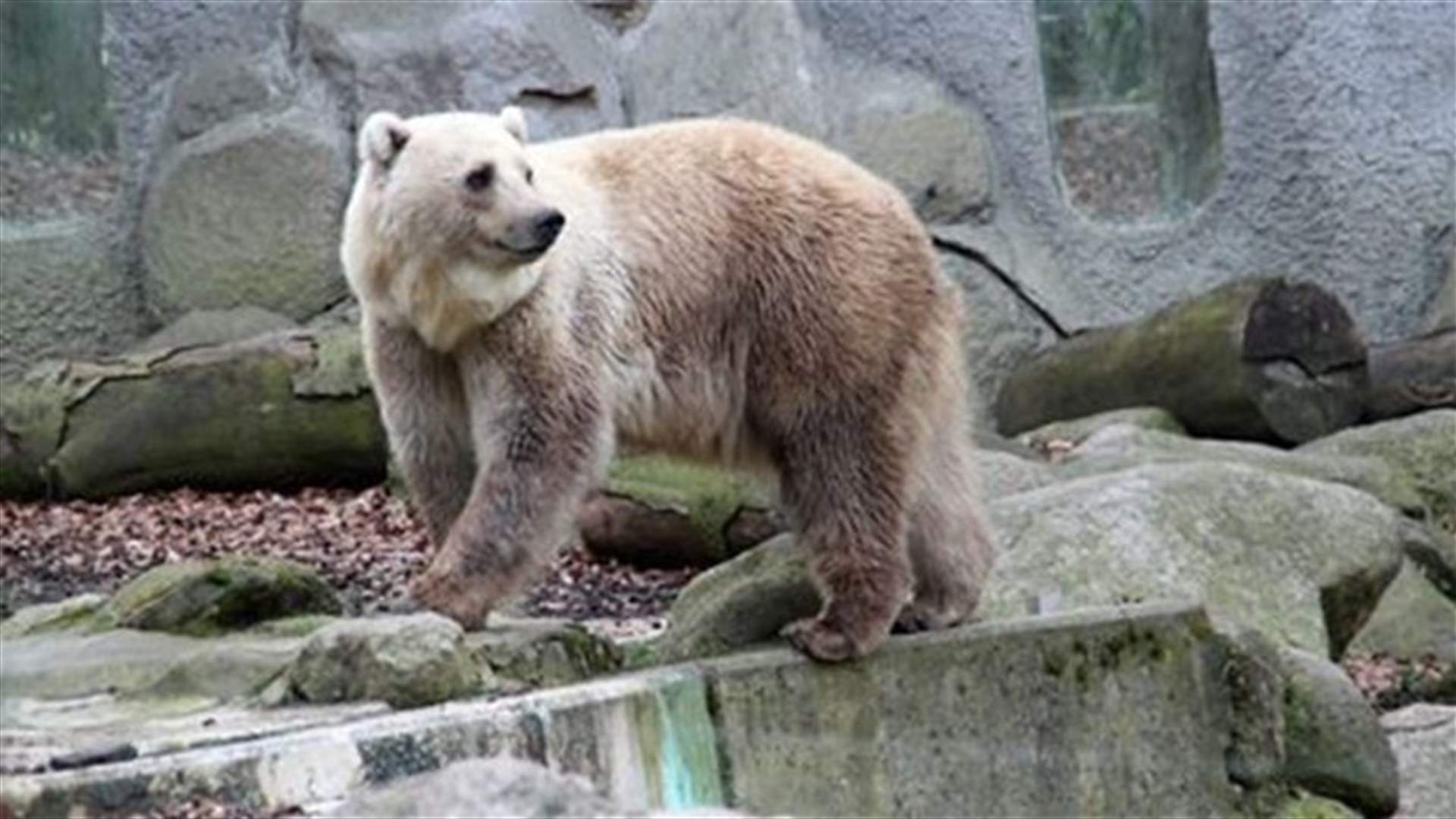 [PHOTOS] Animal Hybrids: From Ligers To Zebroids!