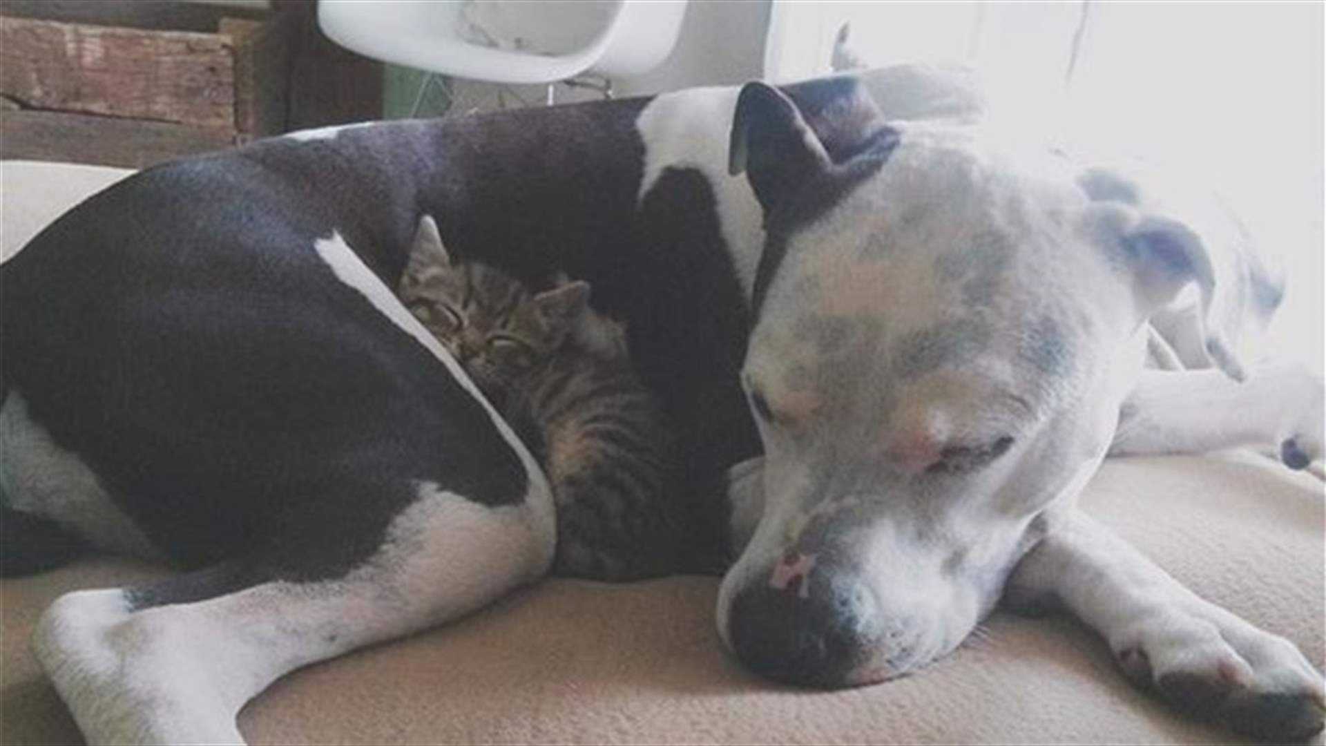 [VIDEO] Bella The Pit Bull Adopts Three Orphan Kittens