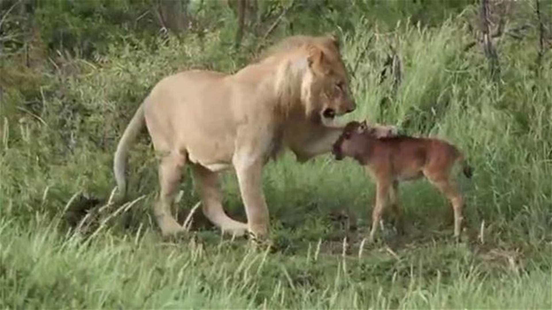 بالفيديو: عجل في حماية ملك الغابة!
