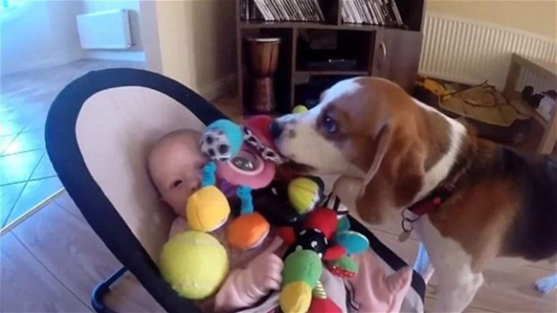[VIDEO] Dog Apologizes After Stealing Baby’s Gift!