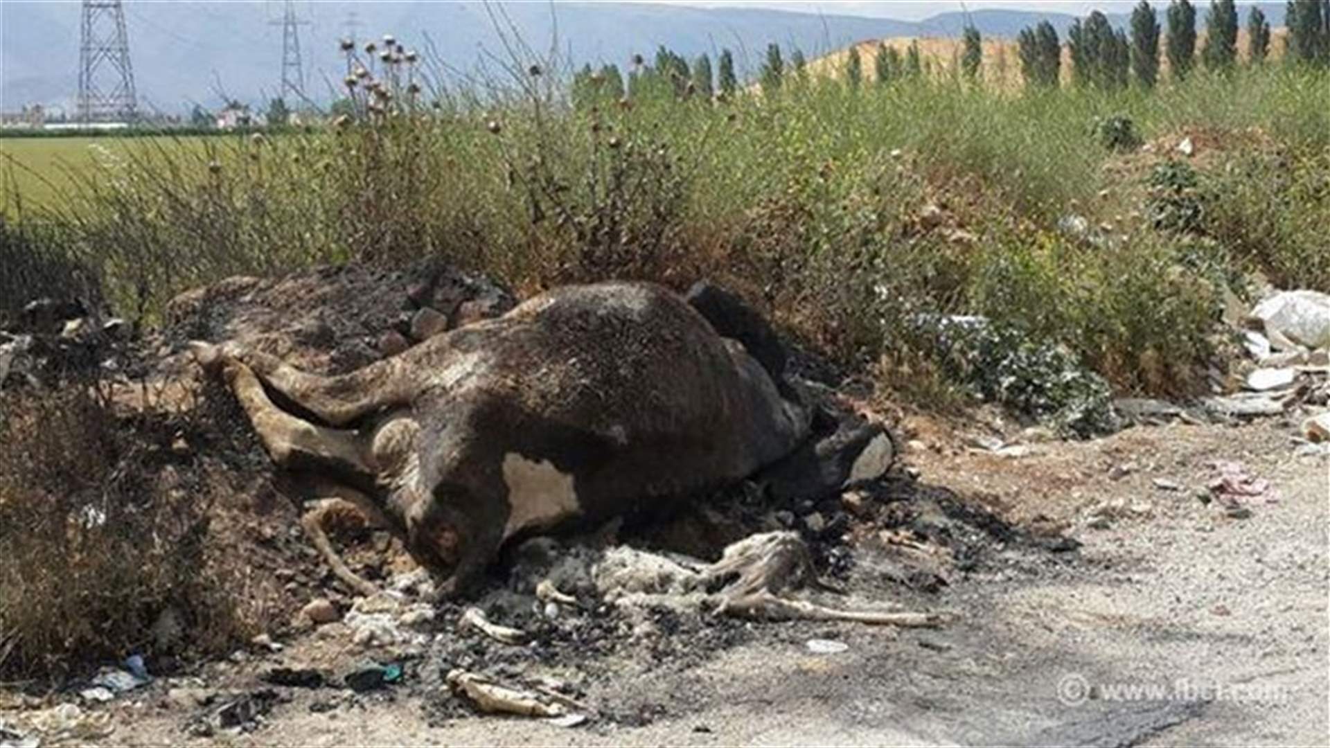 [PHOTOS] Dead cows found at the side of the road in Zahle’s al-Fayda 