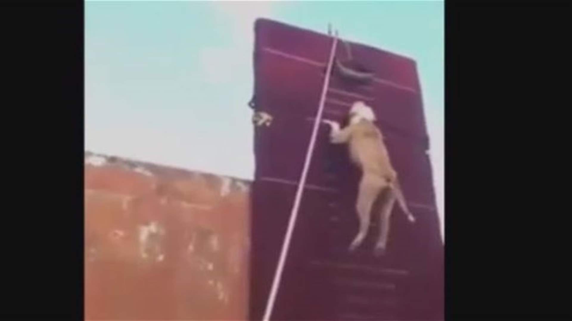 بالفيديو: شاهدوا قفزة الـpitbull!