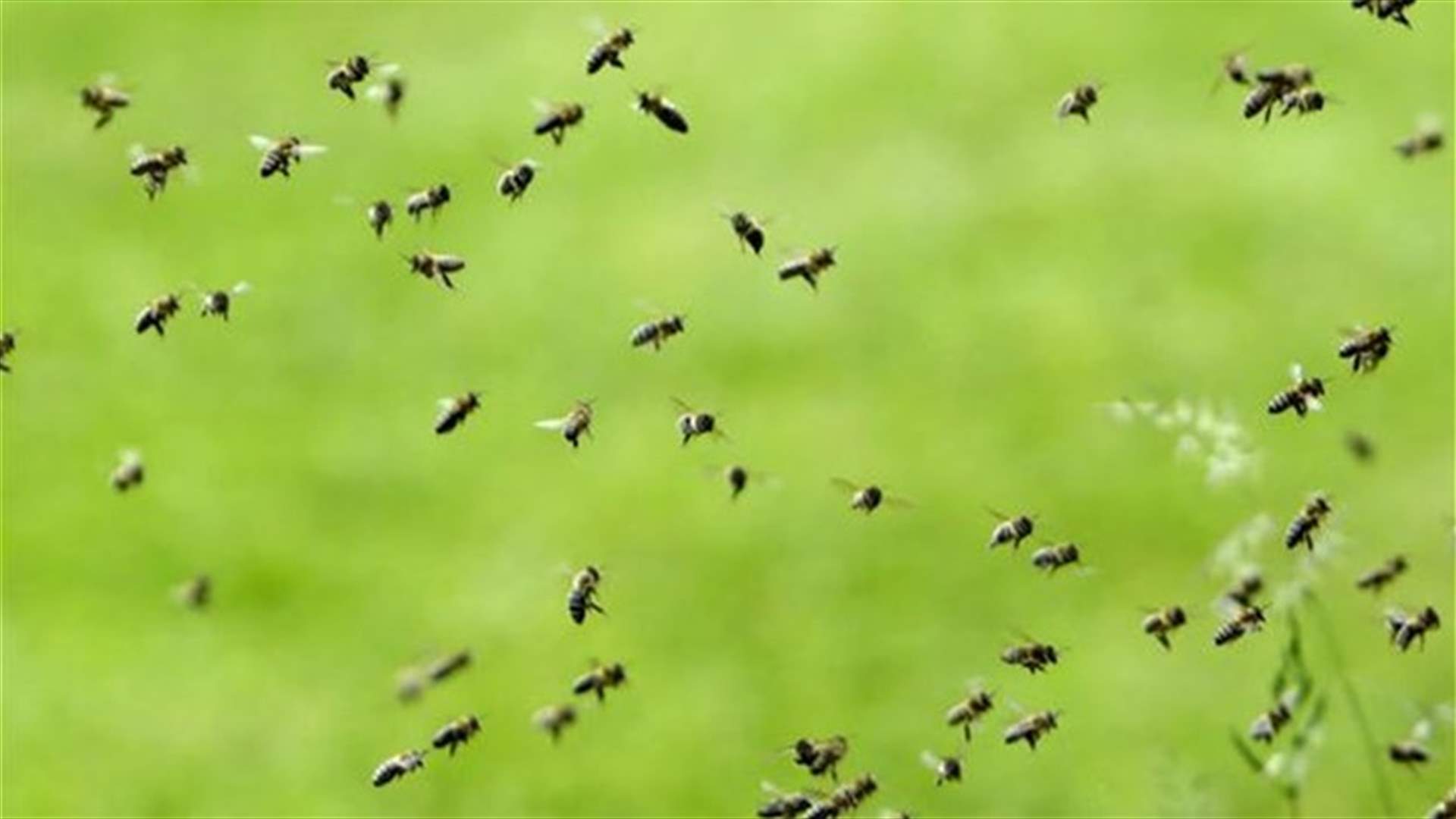 نجا من الموت بعد تعرضه الى نحو 1000 لدغة نحل