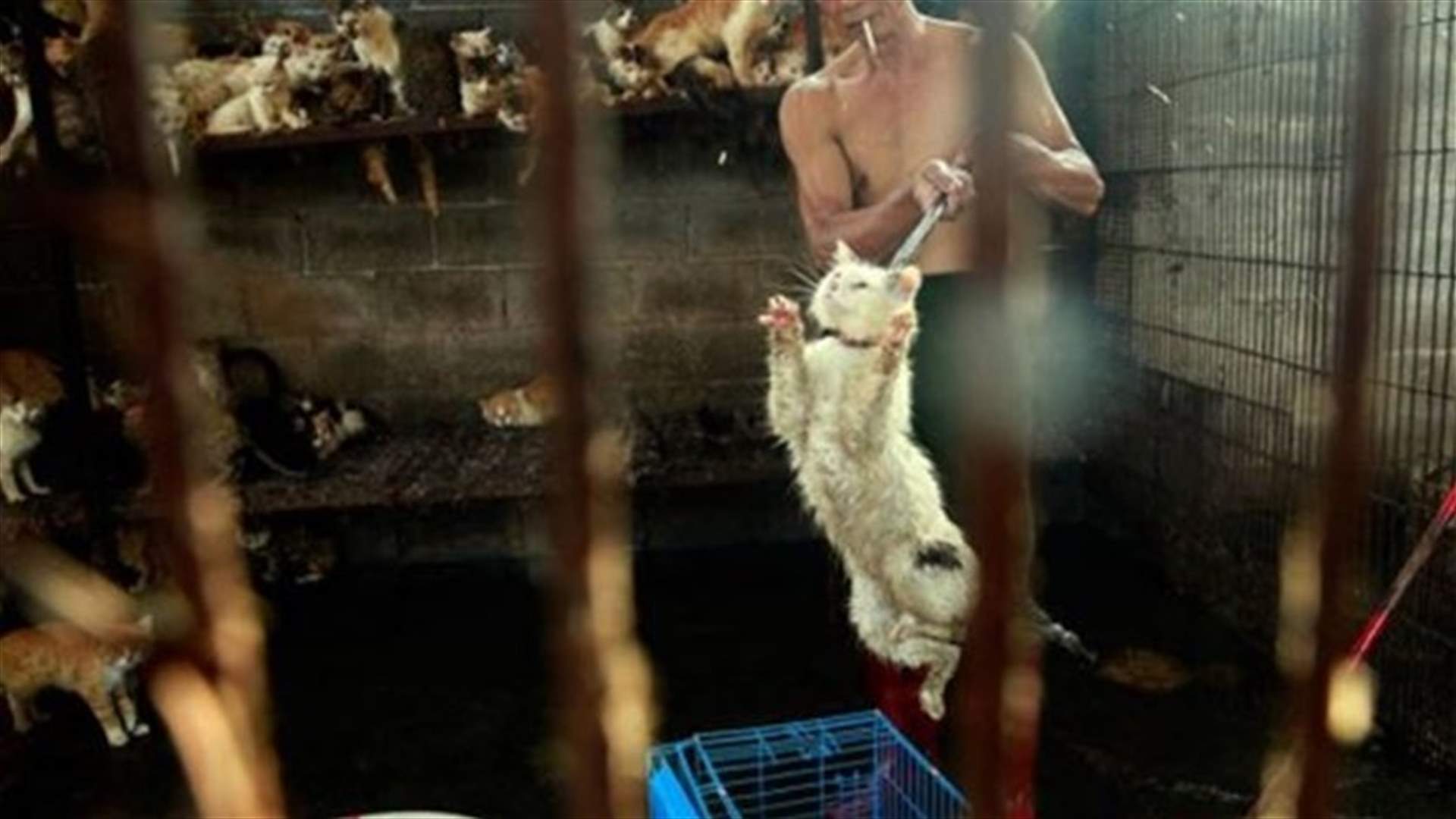 The Truth About Yulin And The Illusion of Human Superiority 