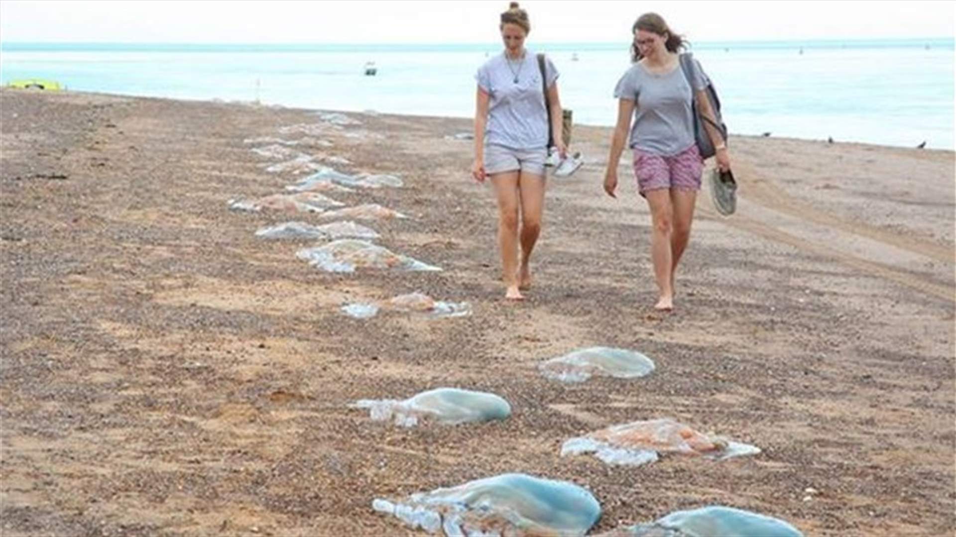 بالصّور: مخلوقات عملاقة تجتاح شواطئ بريطانيا