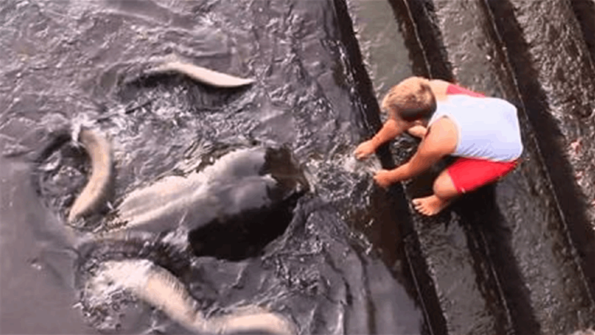 [VIDEO] Boy Forges Amazing Friendship With The Least Likely Of Species!