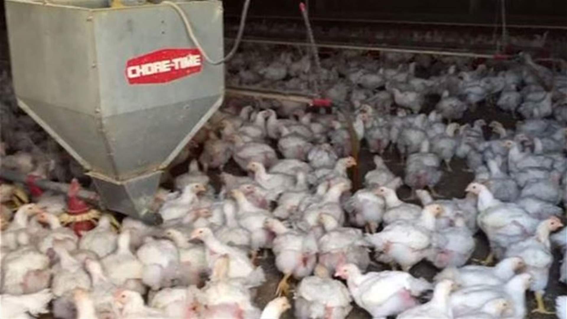 [VIDEO] Blatant Abuse At Certified Chicken Farm Caught On Cam