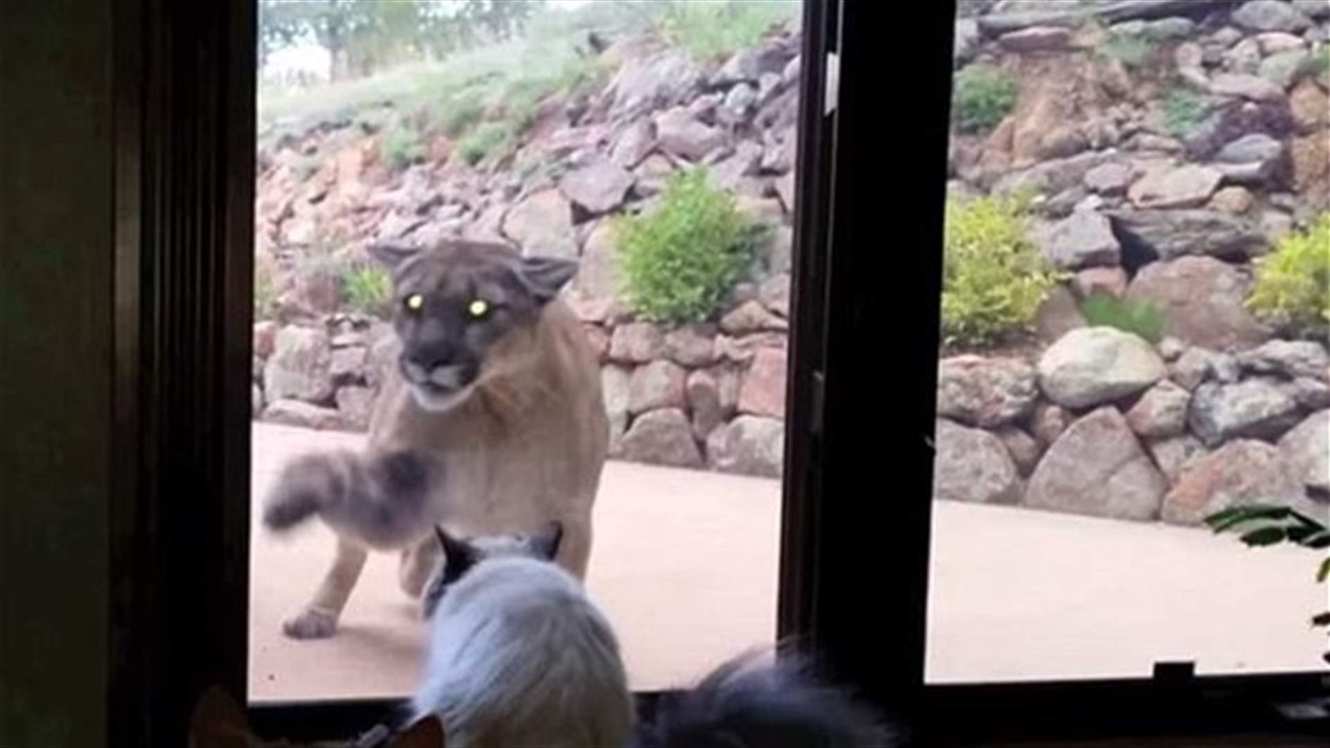 [VIDEO] Courageous Cat Refuses To Back Down Before Mountain Lion 