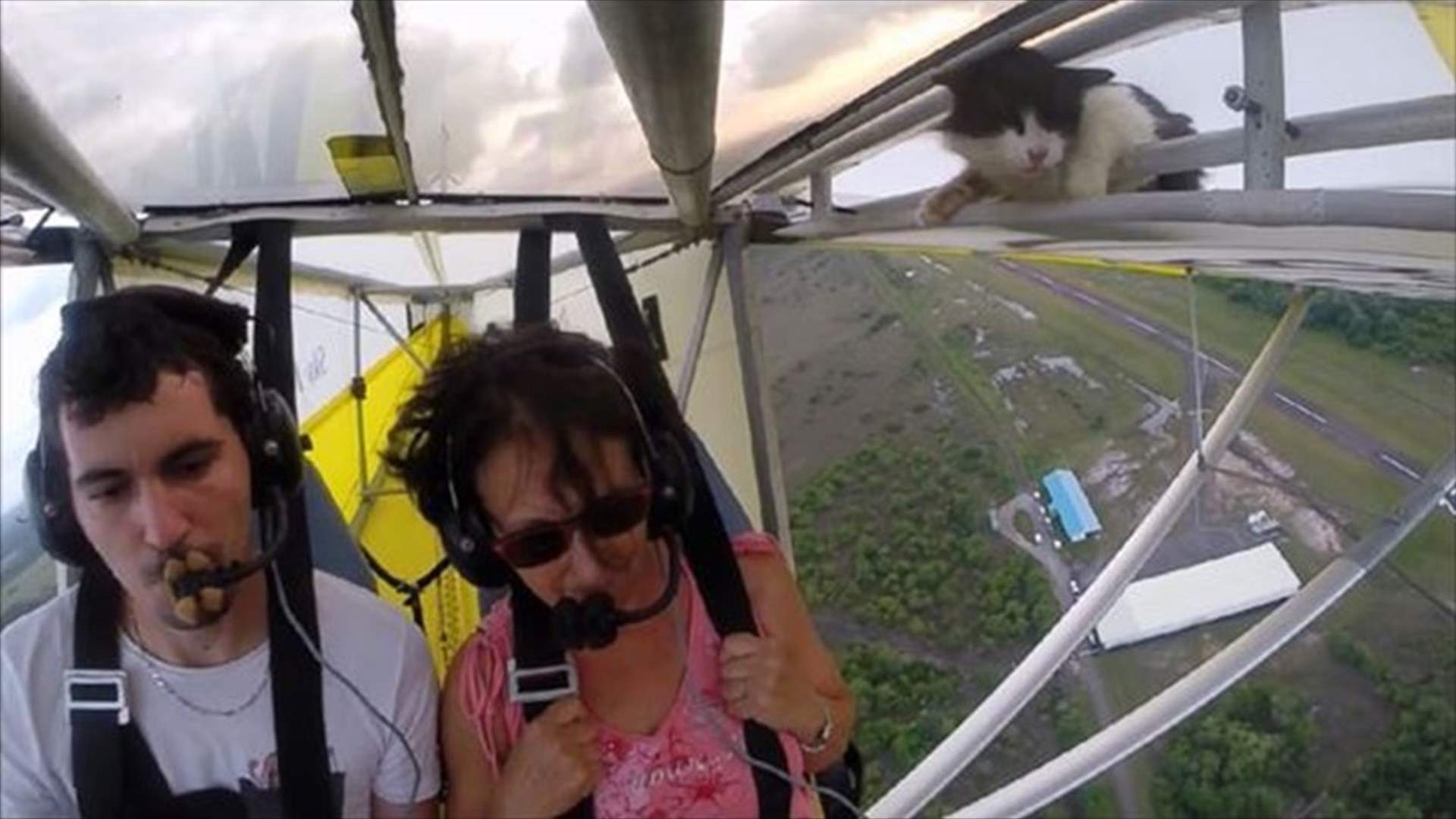 [VIDEO] Cat Takes Accidental Ride On An Airplane