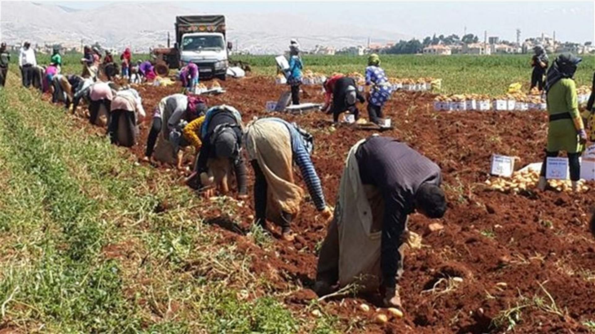 Lebanese agricultural unions call for staging a protest on Saturday 