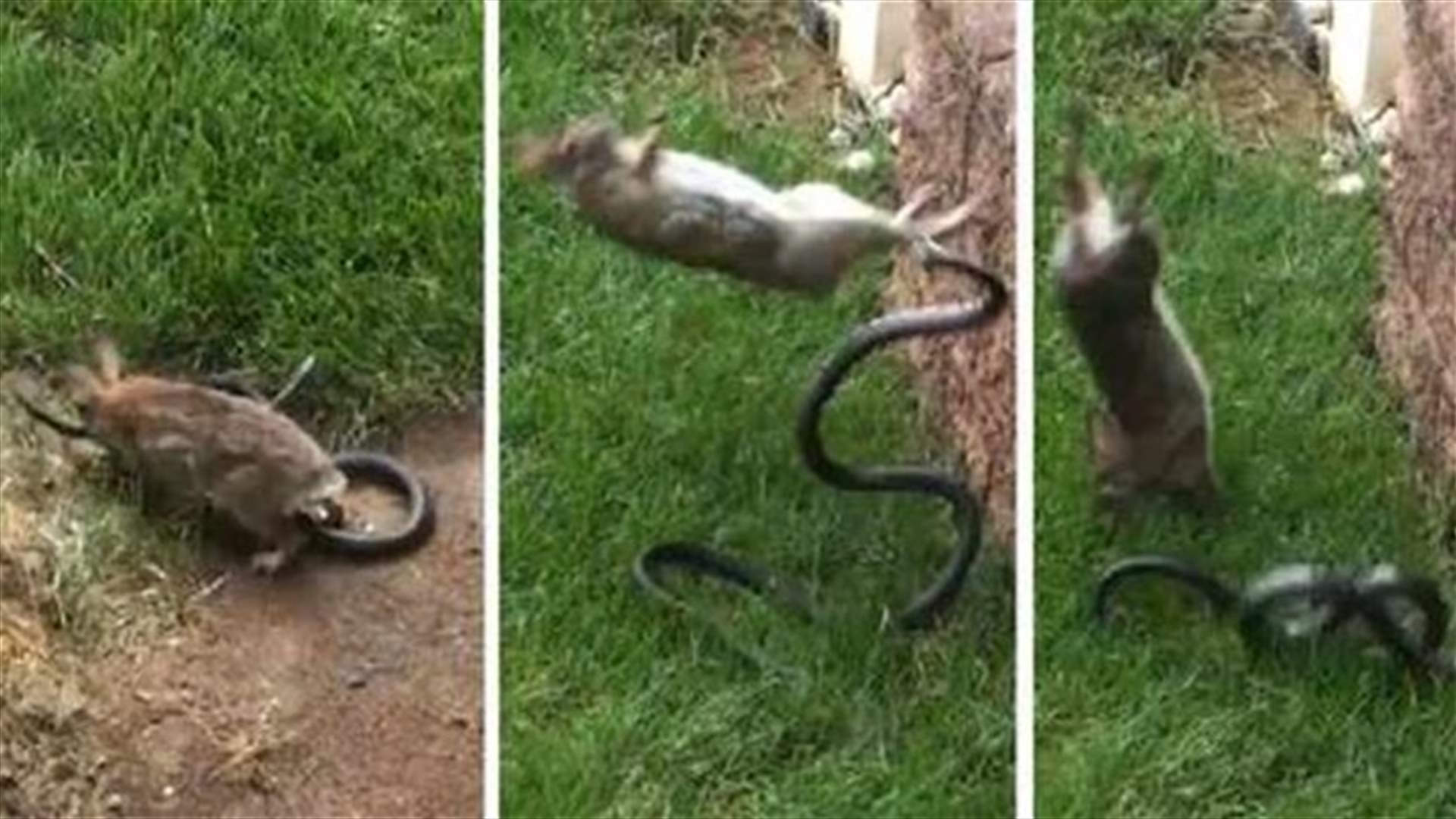 [VIDEO] Mother Rabbit Fearlessly Attacks Snake Threatening Her Babies 