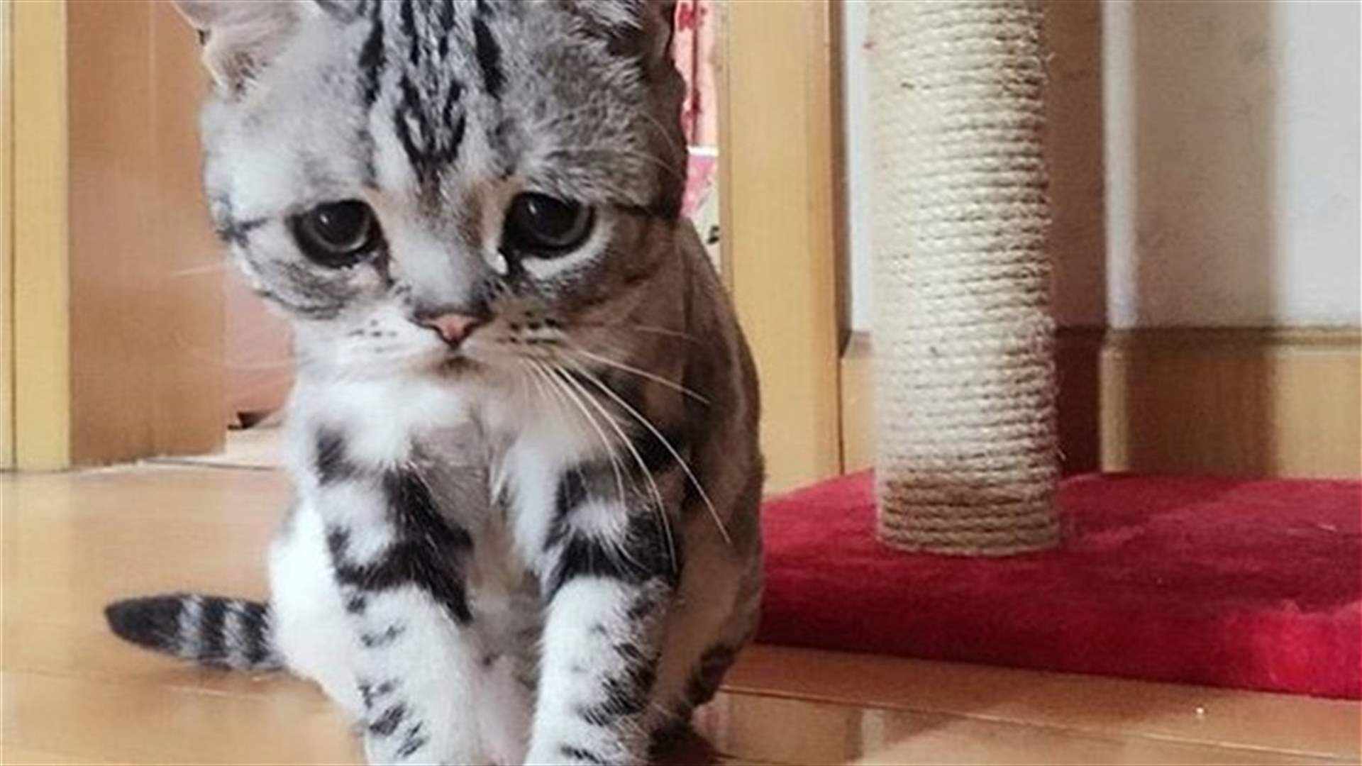 بالصور - القط الأكثر حزناً في العالم