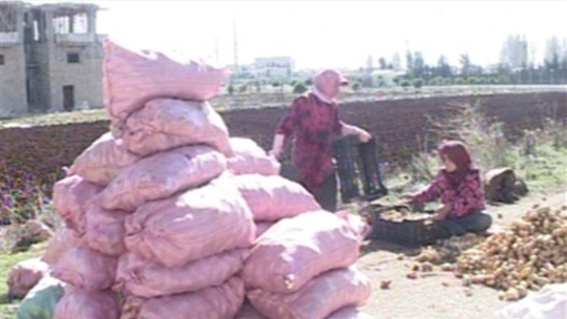 مزارعو البقاع يستغلون الطقس الجيد للتحضير للموسم الزراعي 
