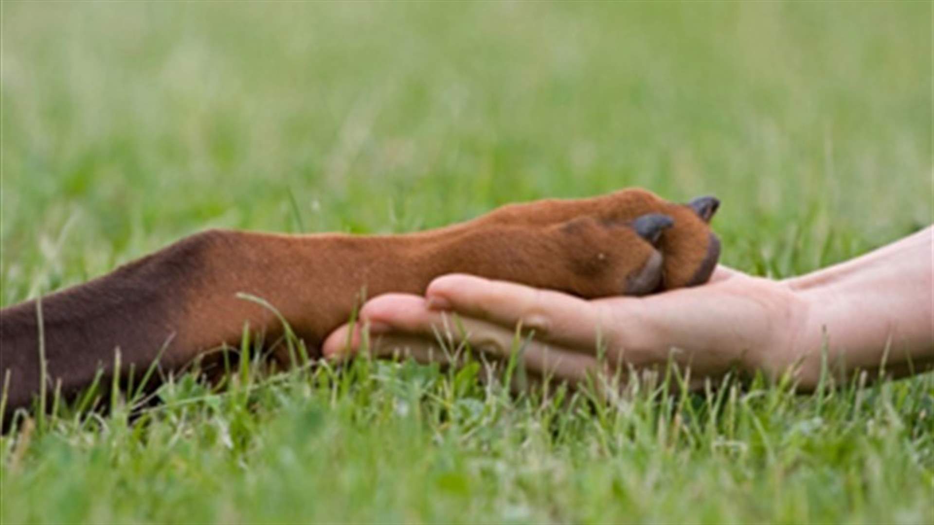 Dogs' feet give Japan scientists paws for thought
