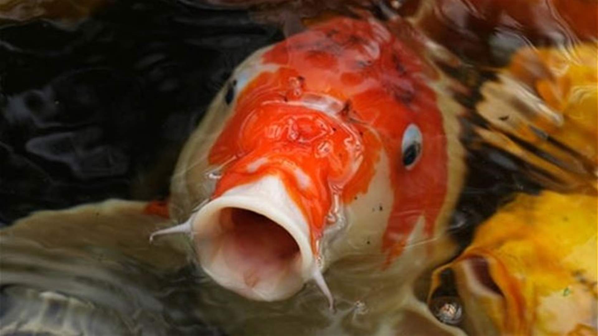 نساء تلدن في أحواض أسماك الKOI الكبيرة