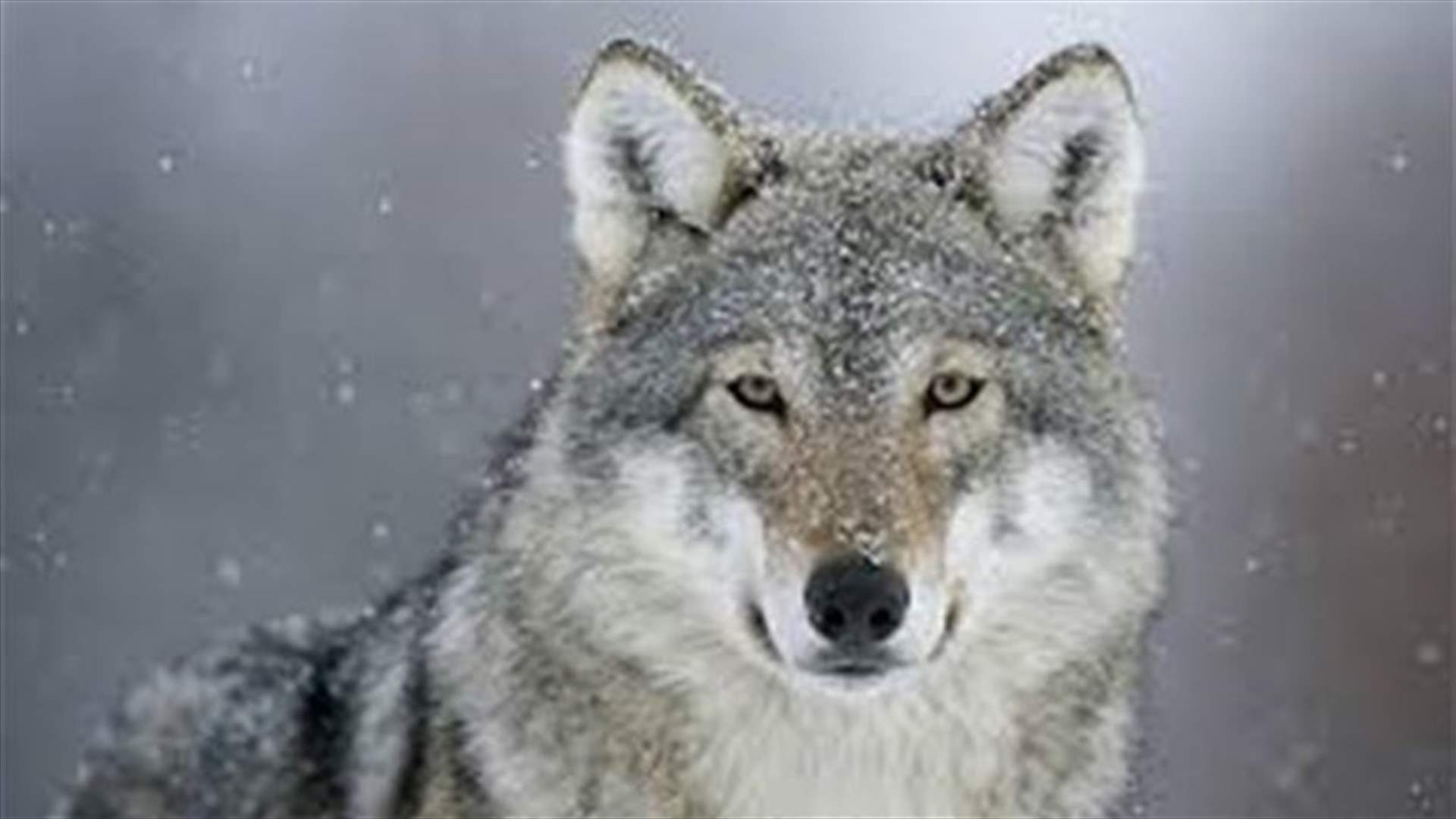 دعوى قضائية على الحكومة الاميركية لعدم حمايتها الذئب الرمادي
