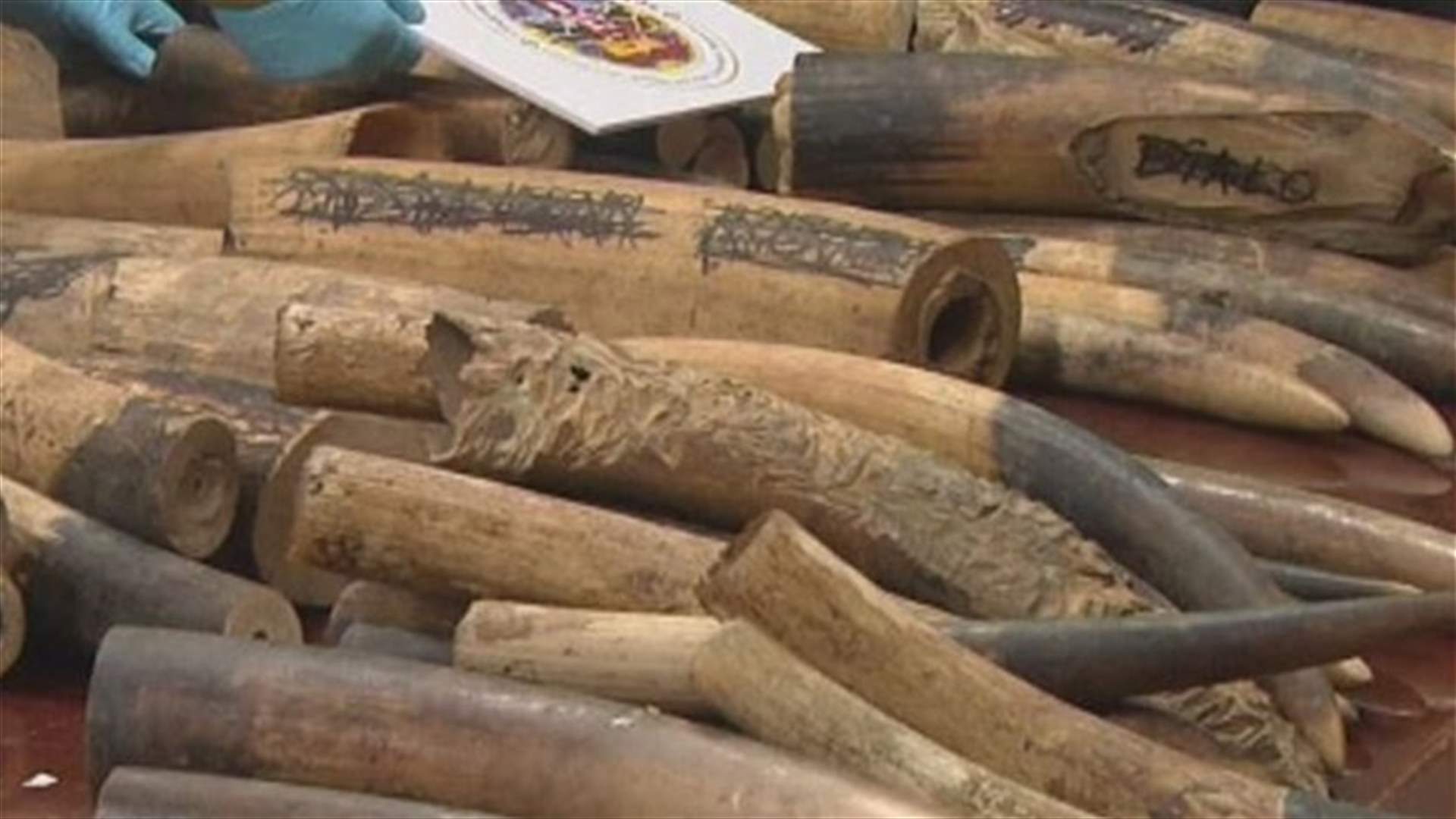 بالصور: ضبط أكثر من مئتي كلغ من العاج مهرب من تايلاند