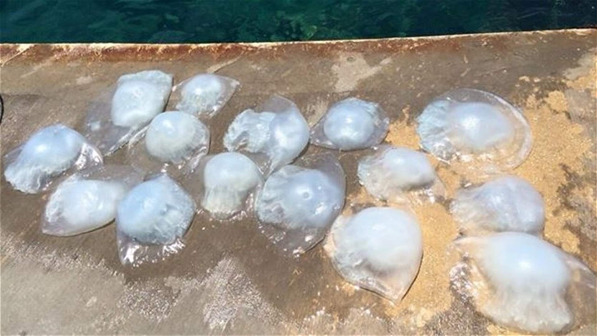 بالصور: قناديل البحر على شاطئ أنفه