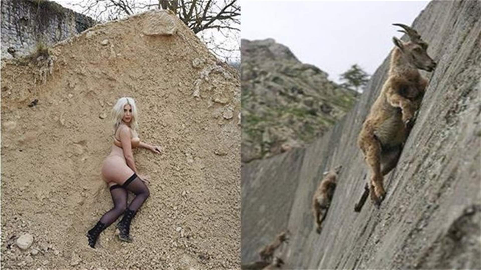 Animal Behaviorists Agree Kim Kardashian Was A Goat In Past Life 