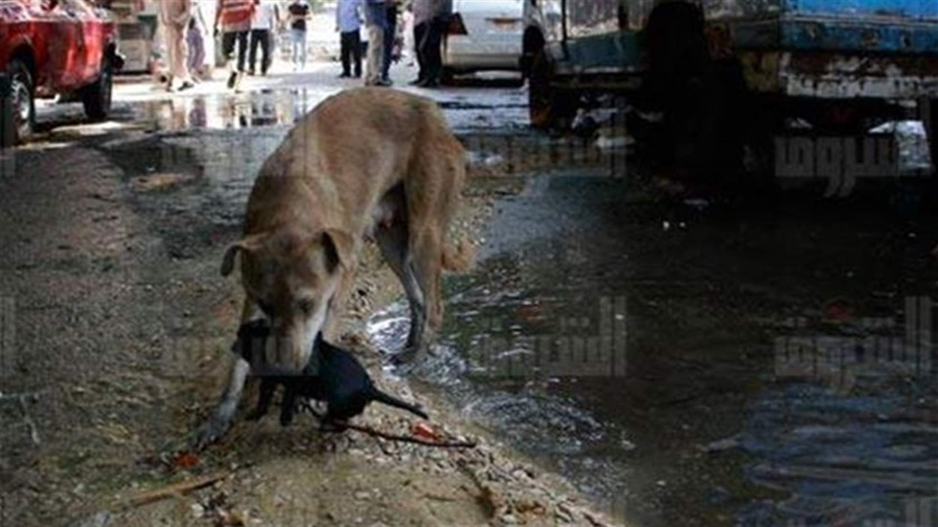 بالصور: كلبة تنقذ صغيرها من الغرق