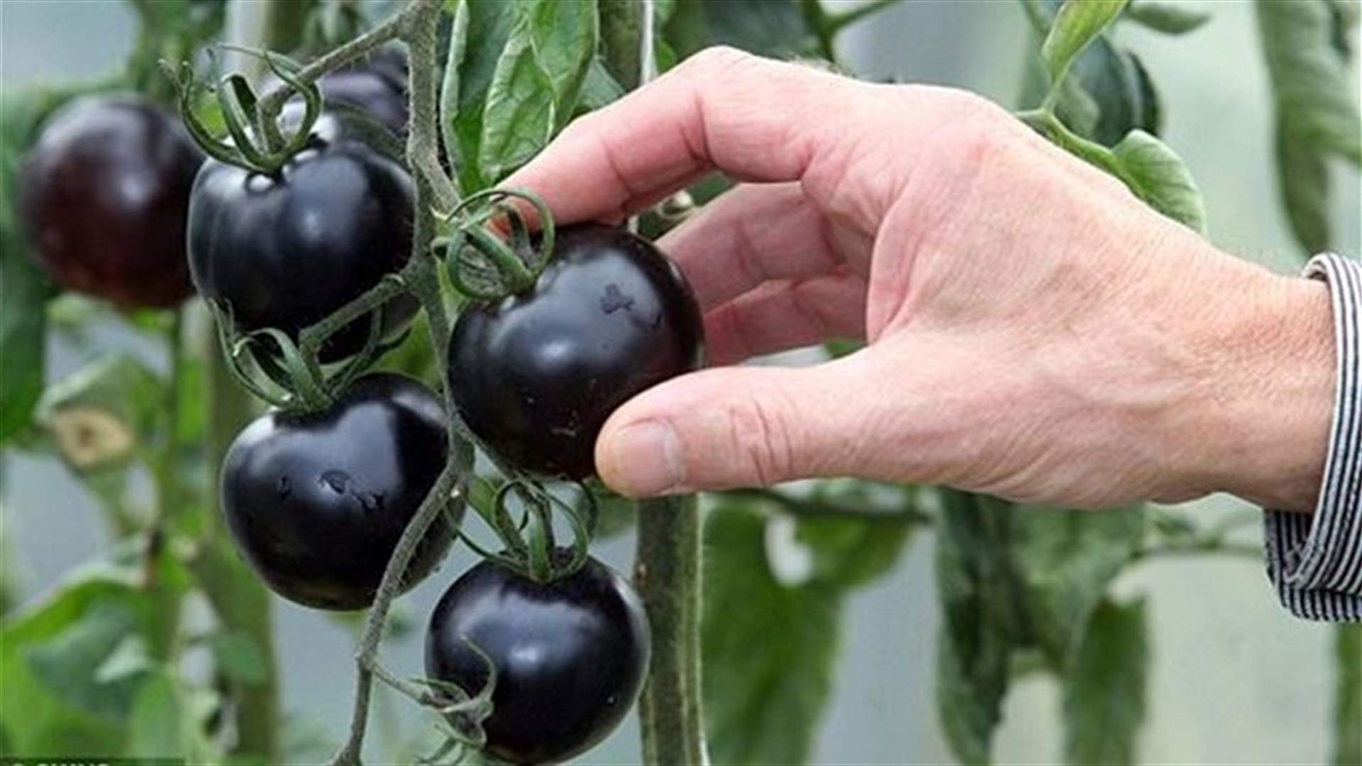 بندورة سوداء... "طيبة" وأكثر من صحية! 