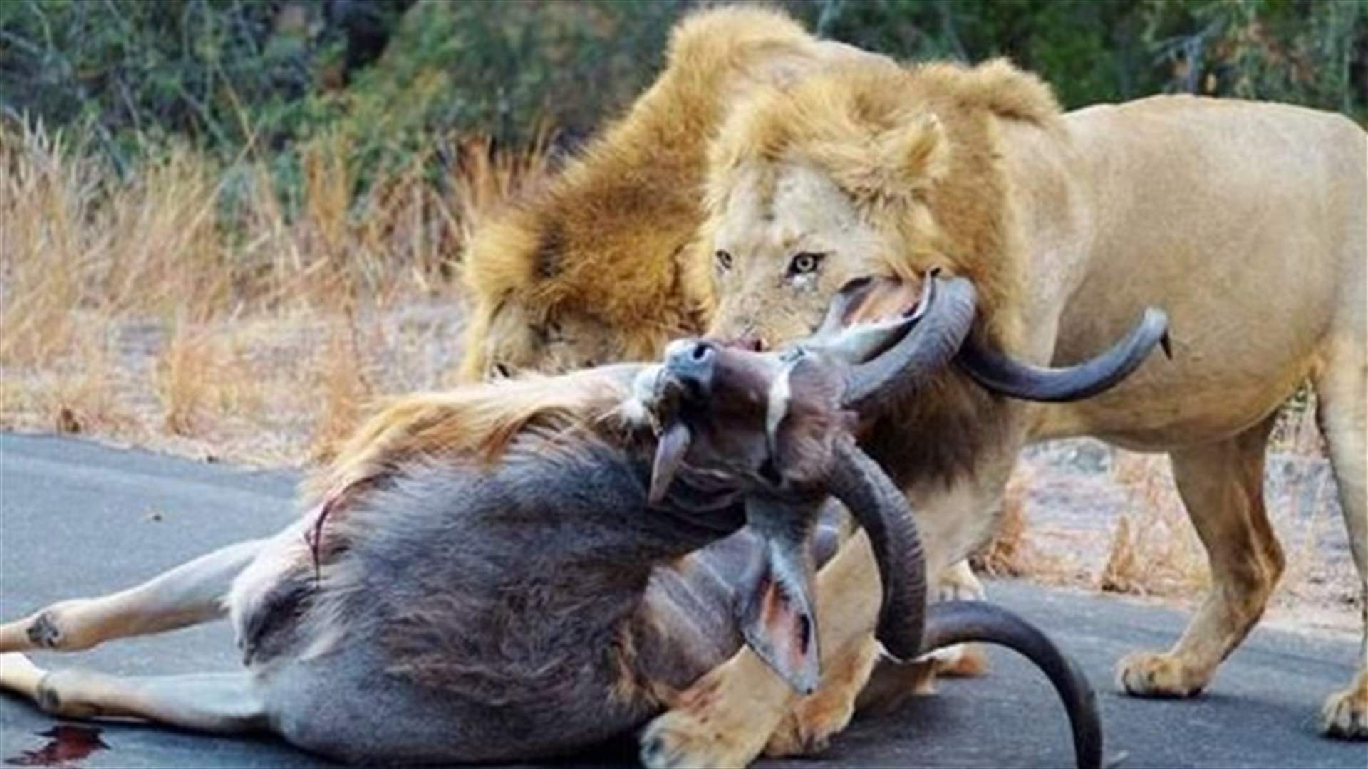 بالصور: قتلا فريستهما... أمام عيون الناس! 