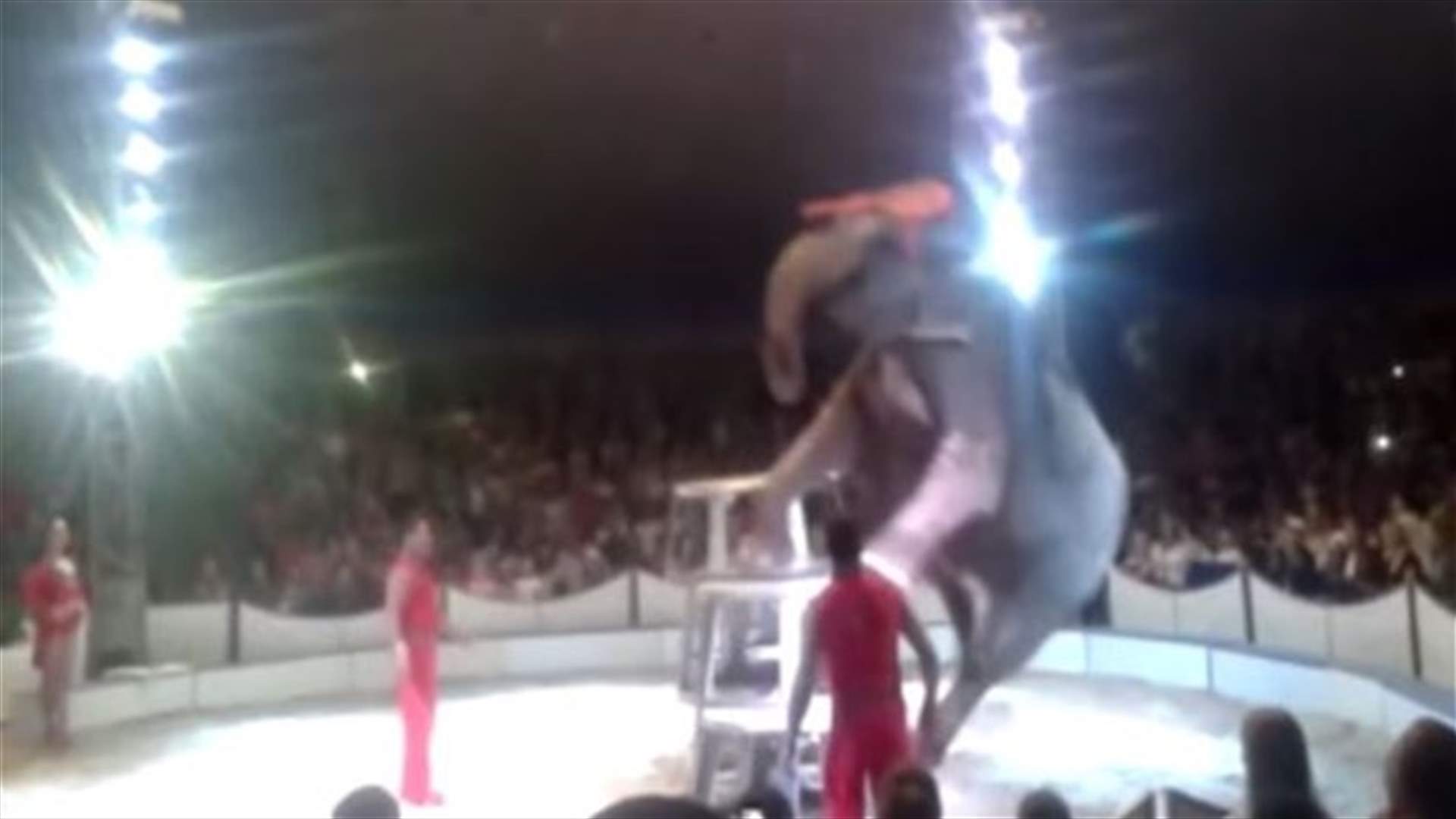 [VIDEO] Elephants Rush To Help Friend Who Falls During Dangerous Circus Stunt 