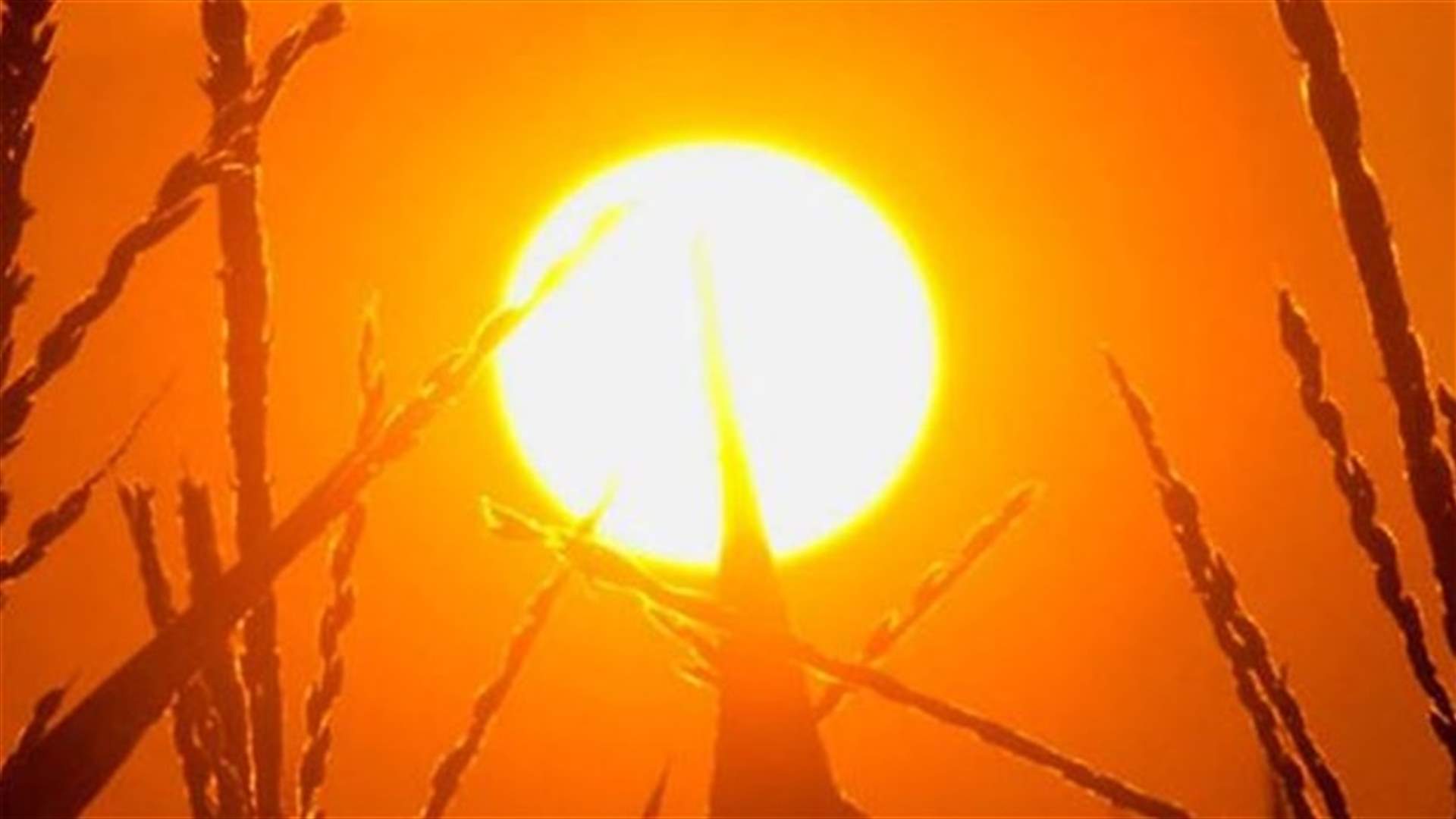 الحرارة في الكويت تتجاوز 50 درجة مئوية