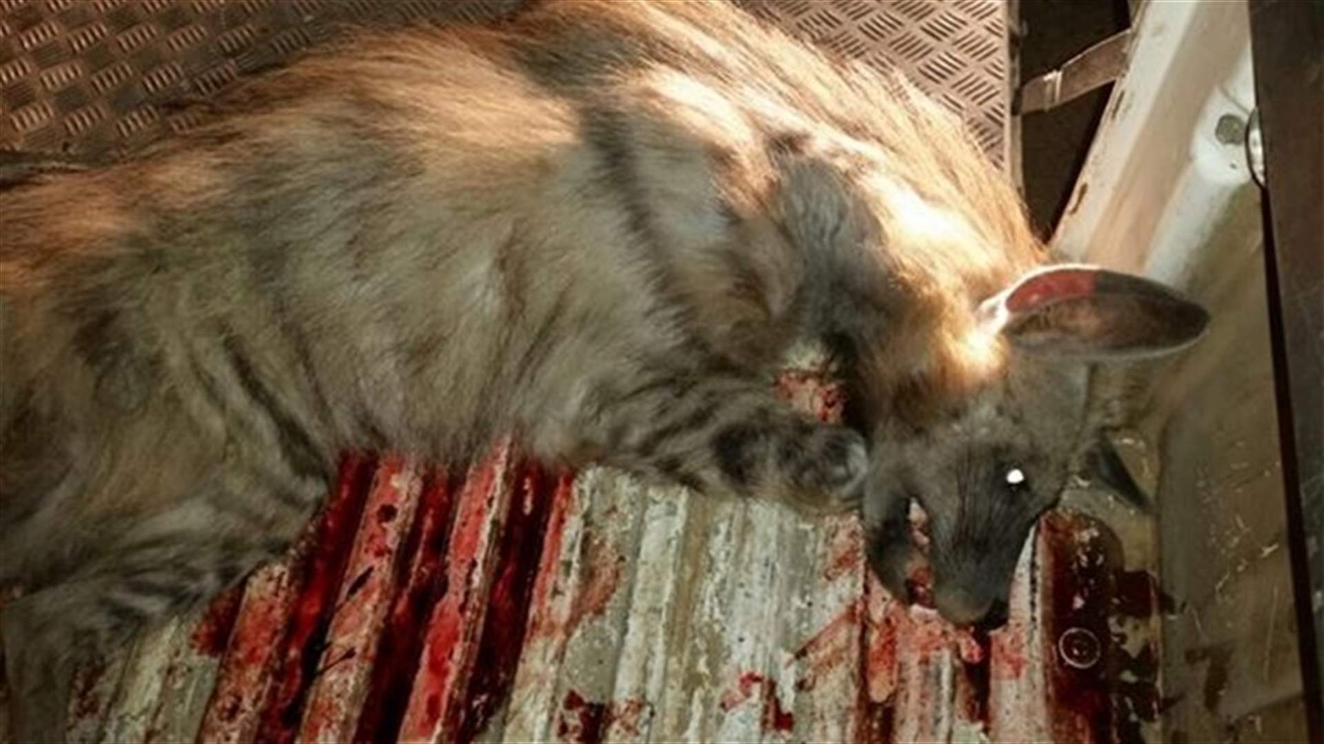 [PHOTOS] Villagers kill hyena in Bekaa’s Nabha