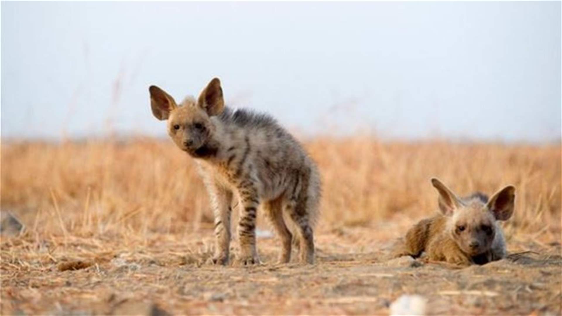 Heroic Hyena Clan Kills Human Intruders, Declines Selfie 