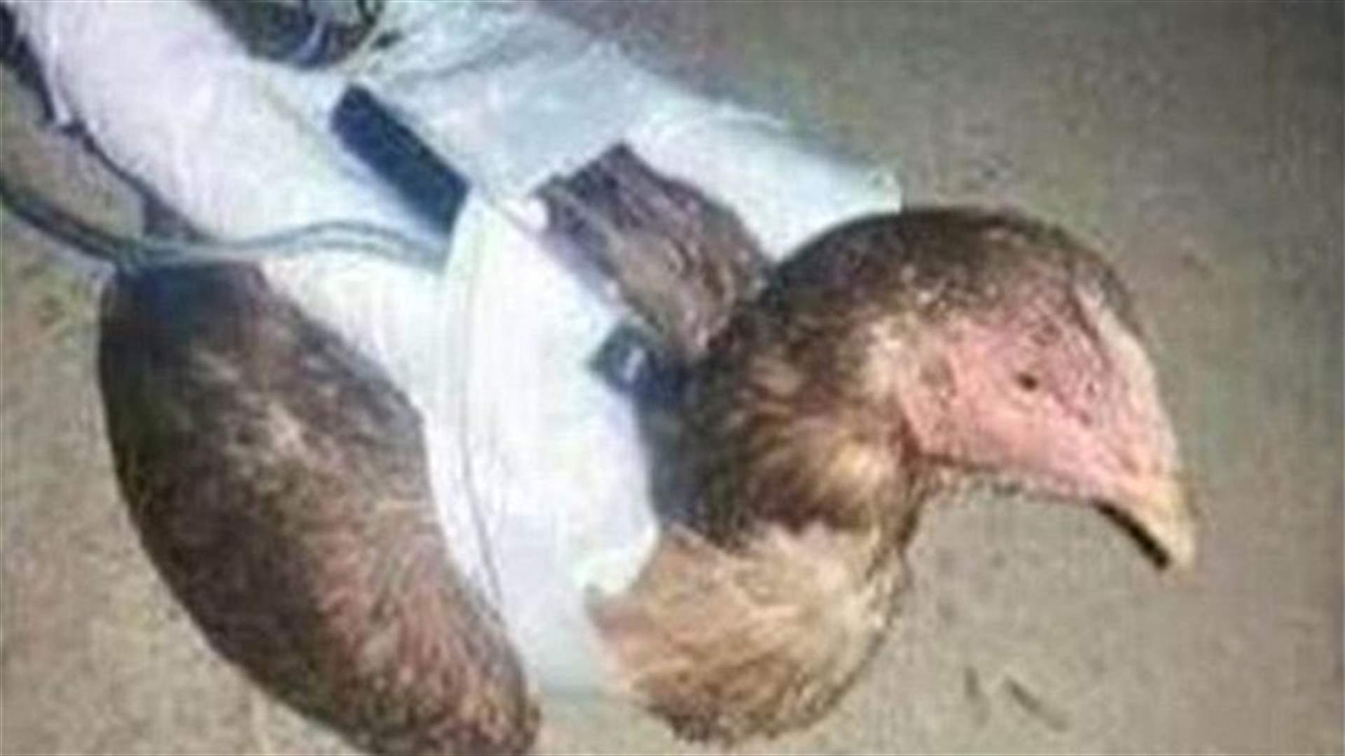 أحدث أسلحة داعش ... الدجاج