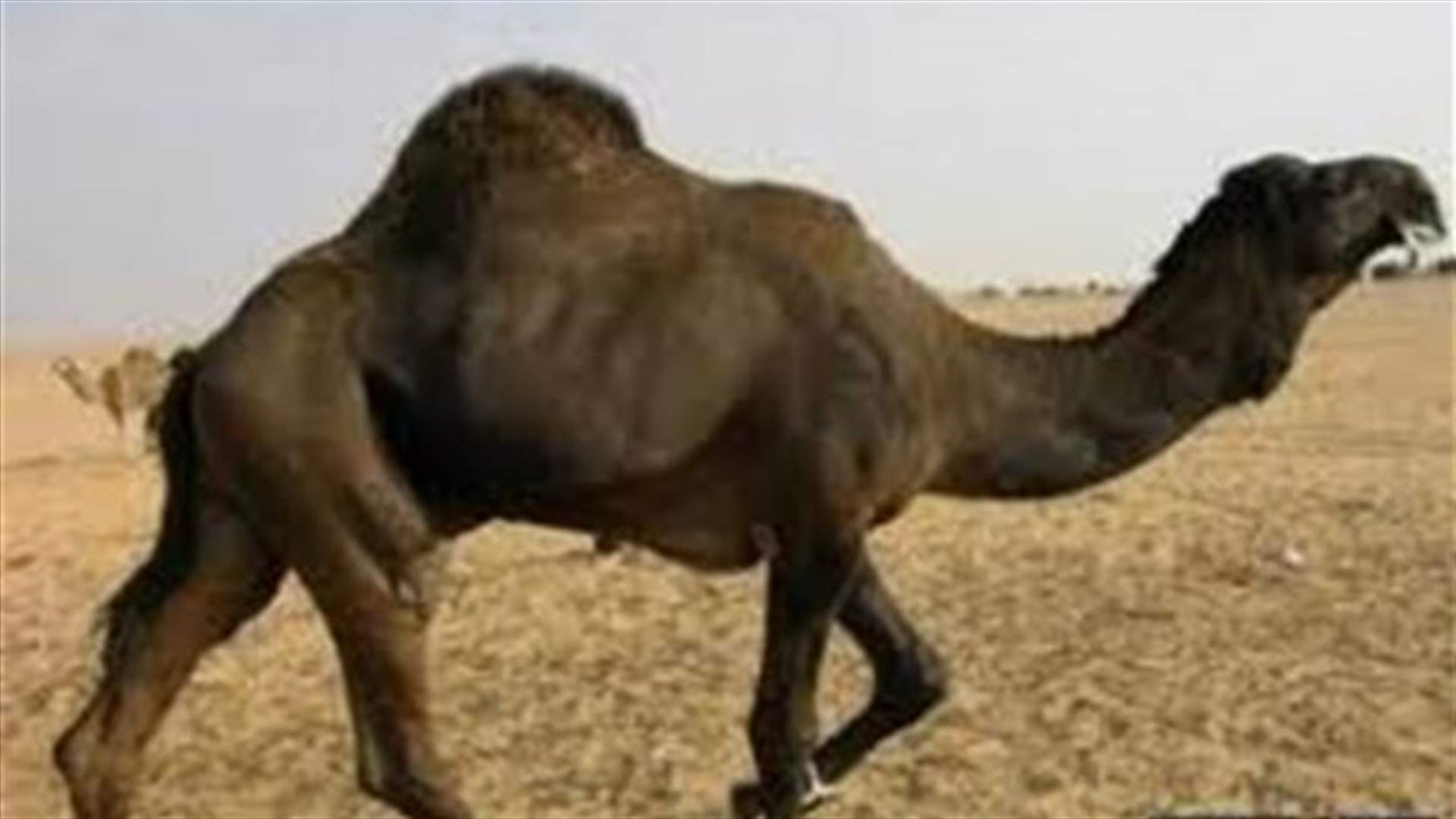 اربعة قتلى من عائلة واحدة...والسبب جمل