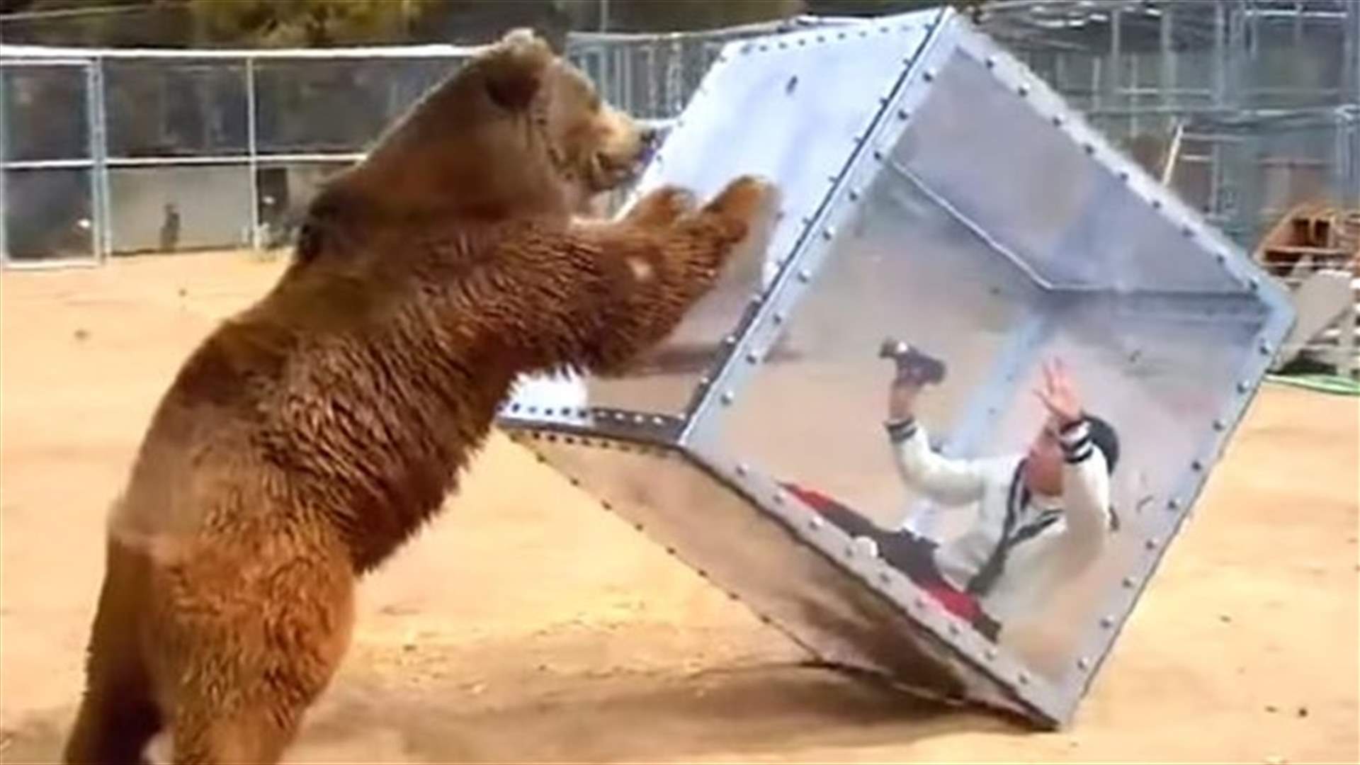 [VIDEO] Bear Attacks Woman In Clear Box On Wild Game Show