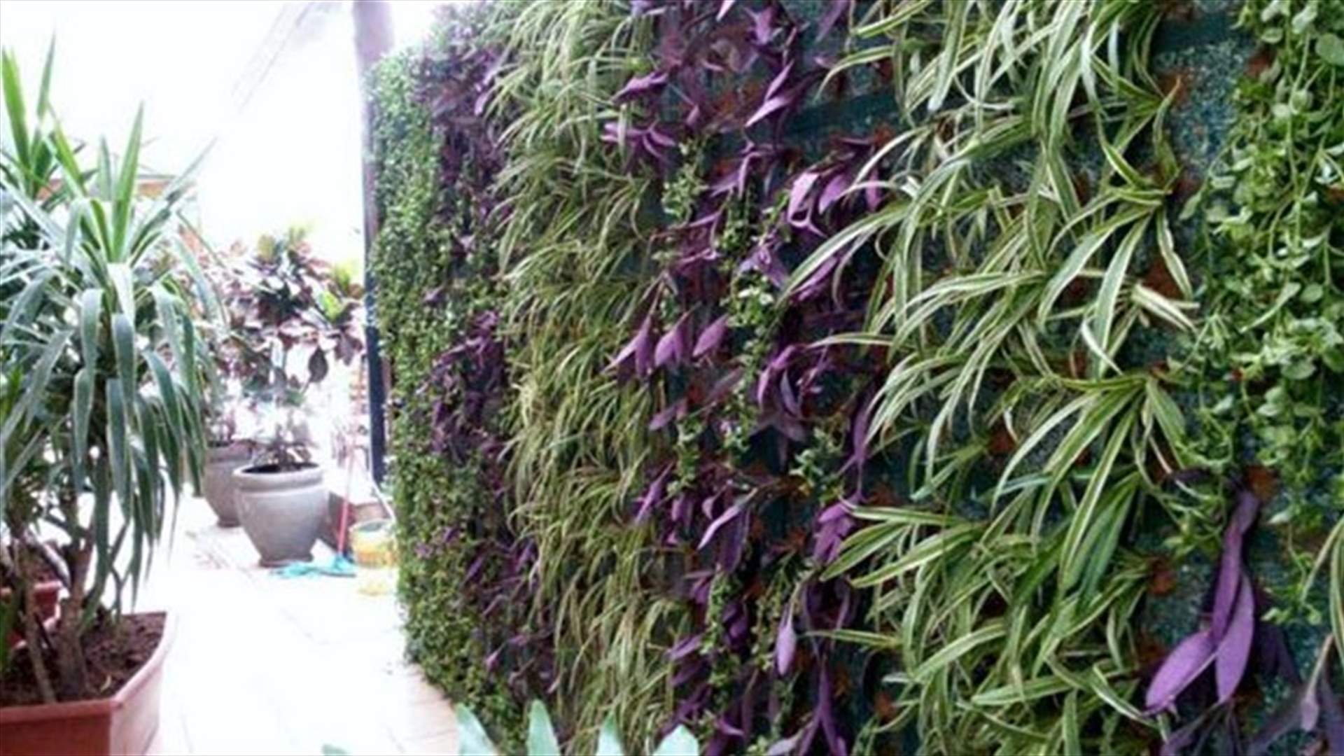 حائط اخضر من النفايات