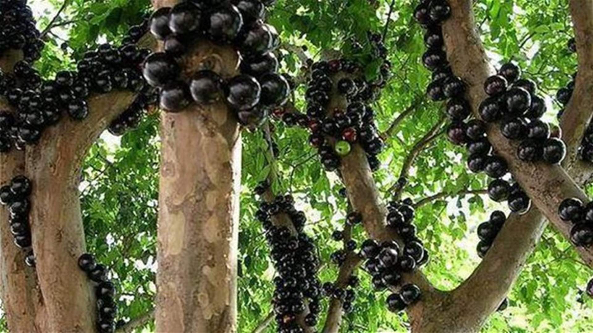 نوع غريب من الفاكهة سيصدمكم!