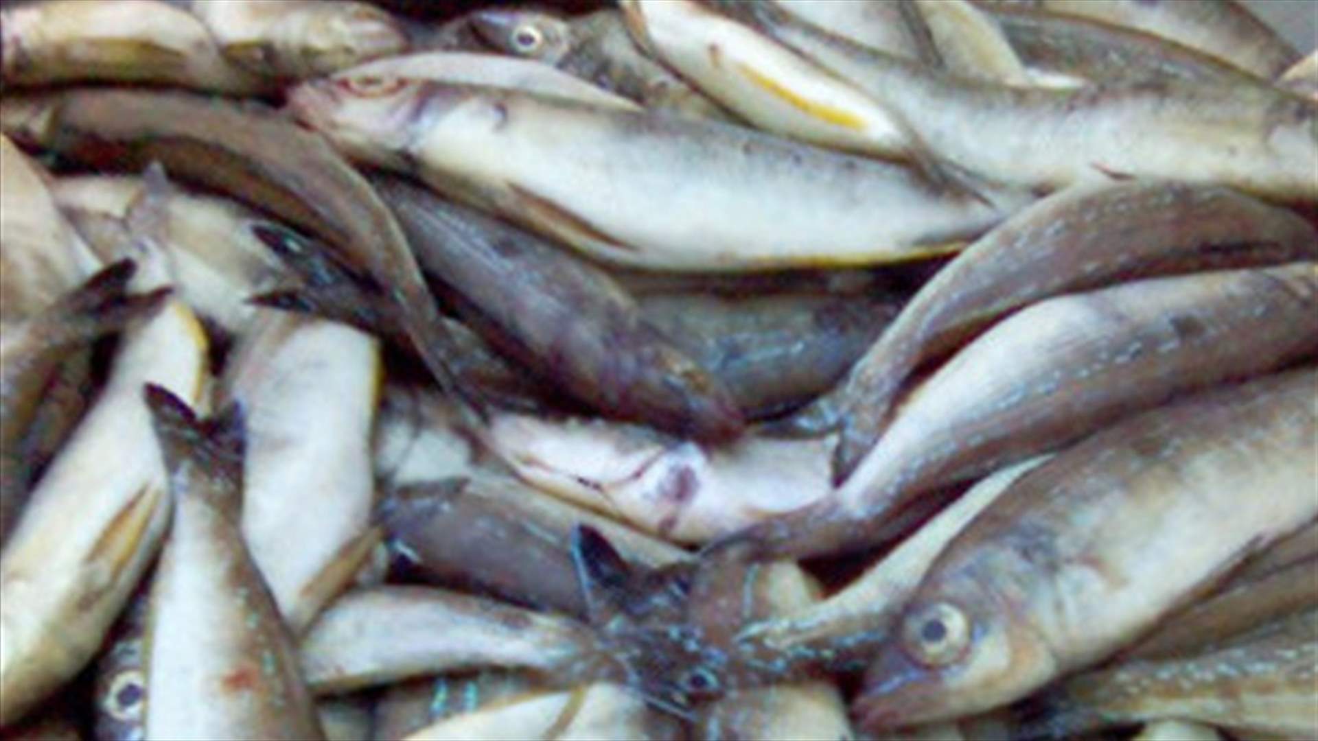 Gov’t agency makes big stink over old fish in Hadath 