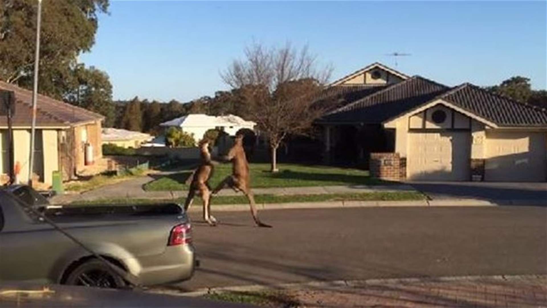 بالفيديو: &quot;عادي جداً&quot; أن ترى هذا المشهد في شوارع أستراليا