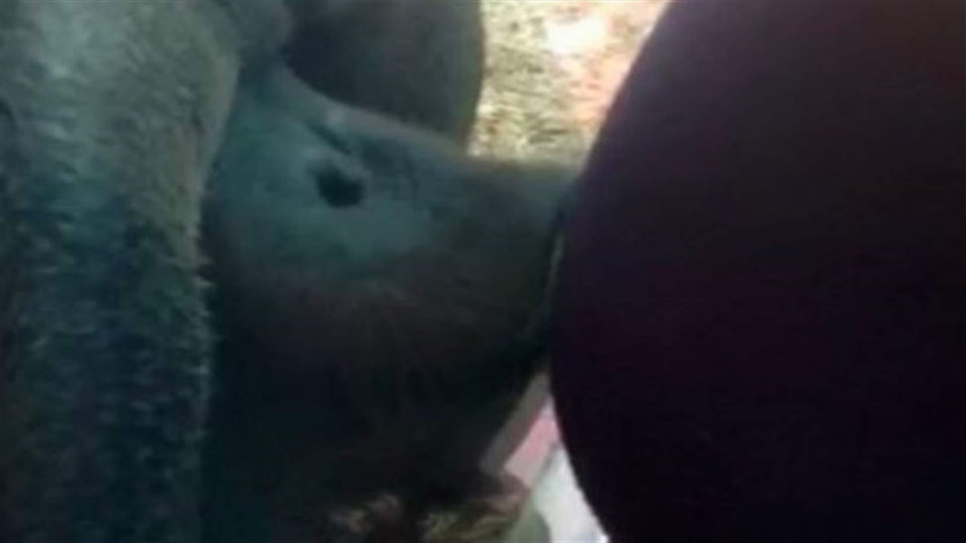 بالفيديو: انسان الغاب يقّبل بطن امرأة حامل... مرتين