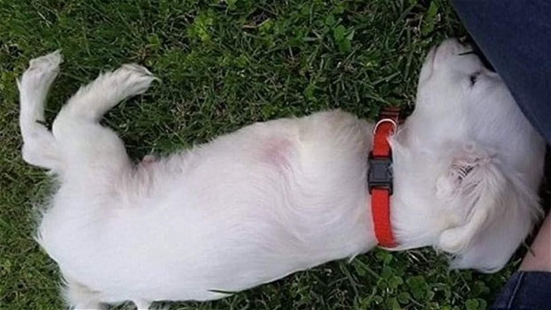 [VIDEO] Scooter, the two-legged dog, gets cart made of Legos to help him walk