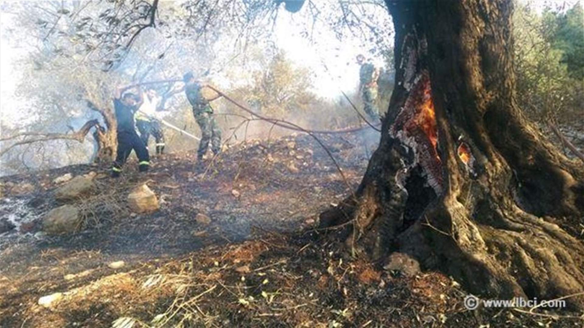 بالصور: شجر الزيتون... ضحايا حريق بين كفركلا ودير ميماس