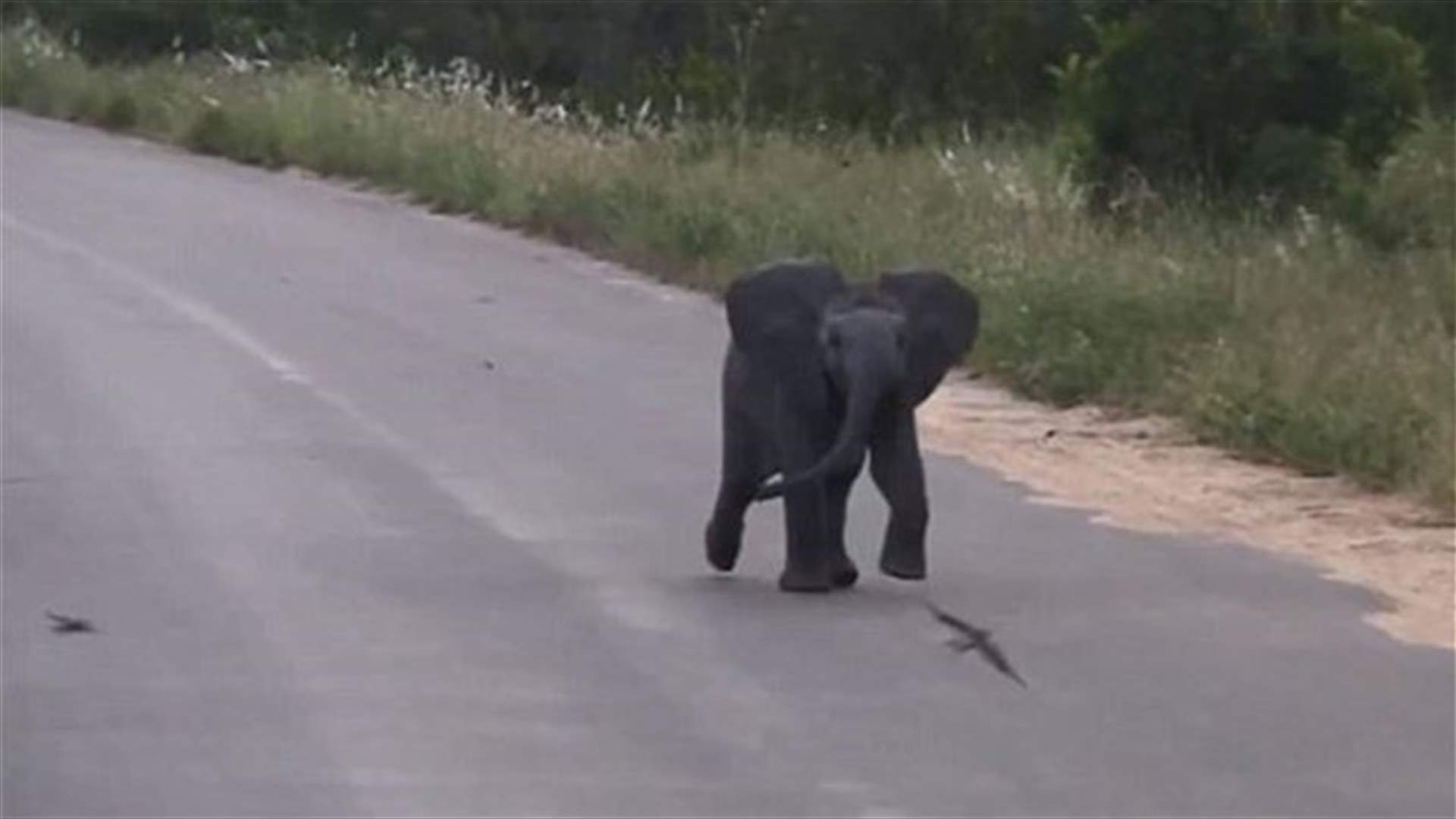 [VIDEO] Baby Elephant Tries To Chase Flock Of Swallows