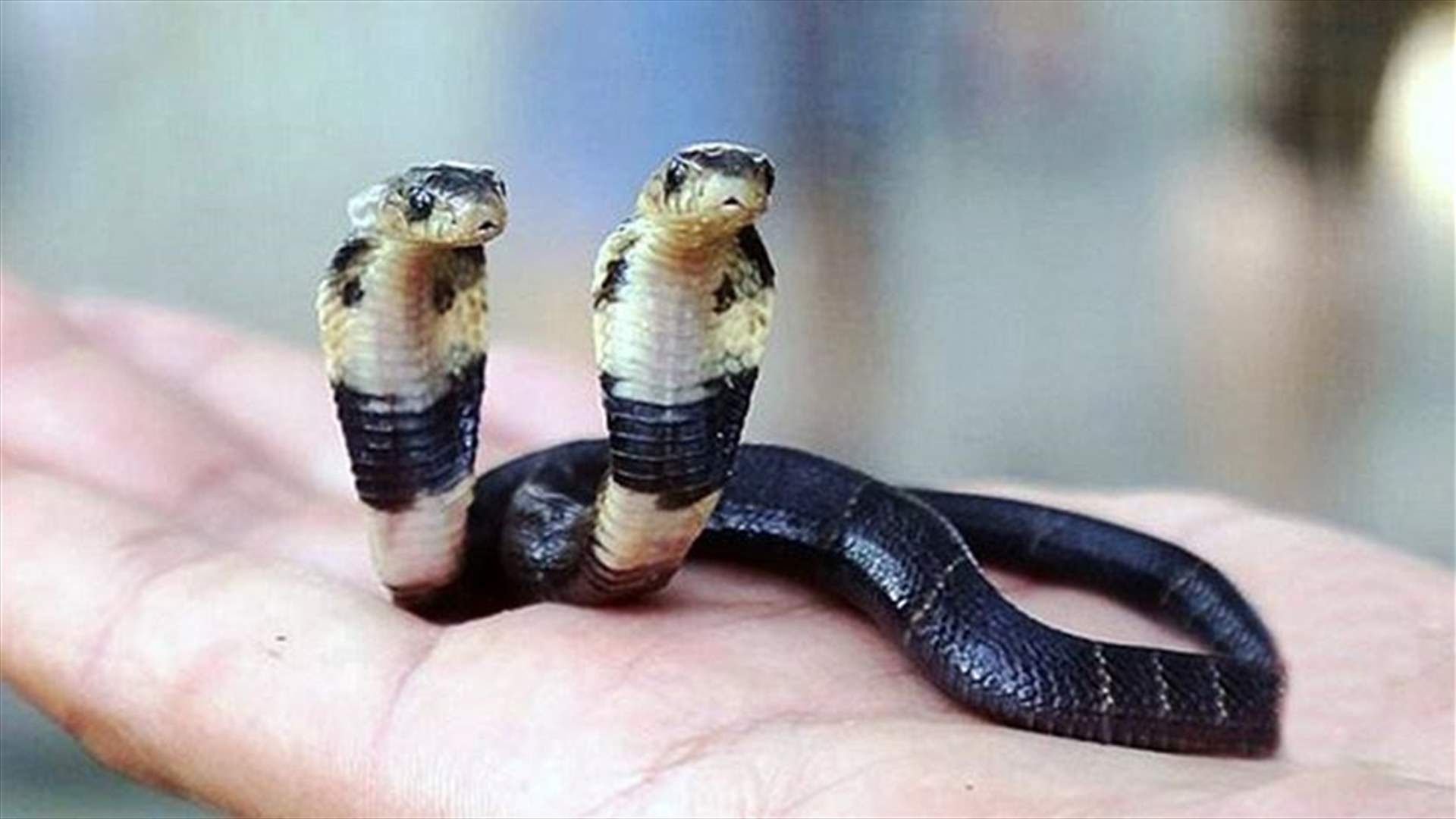 بالفيديو: ثعبان نادر برأسين 