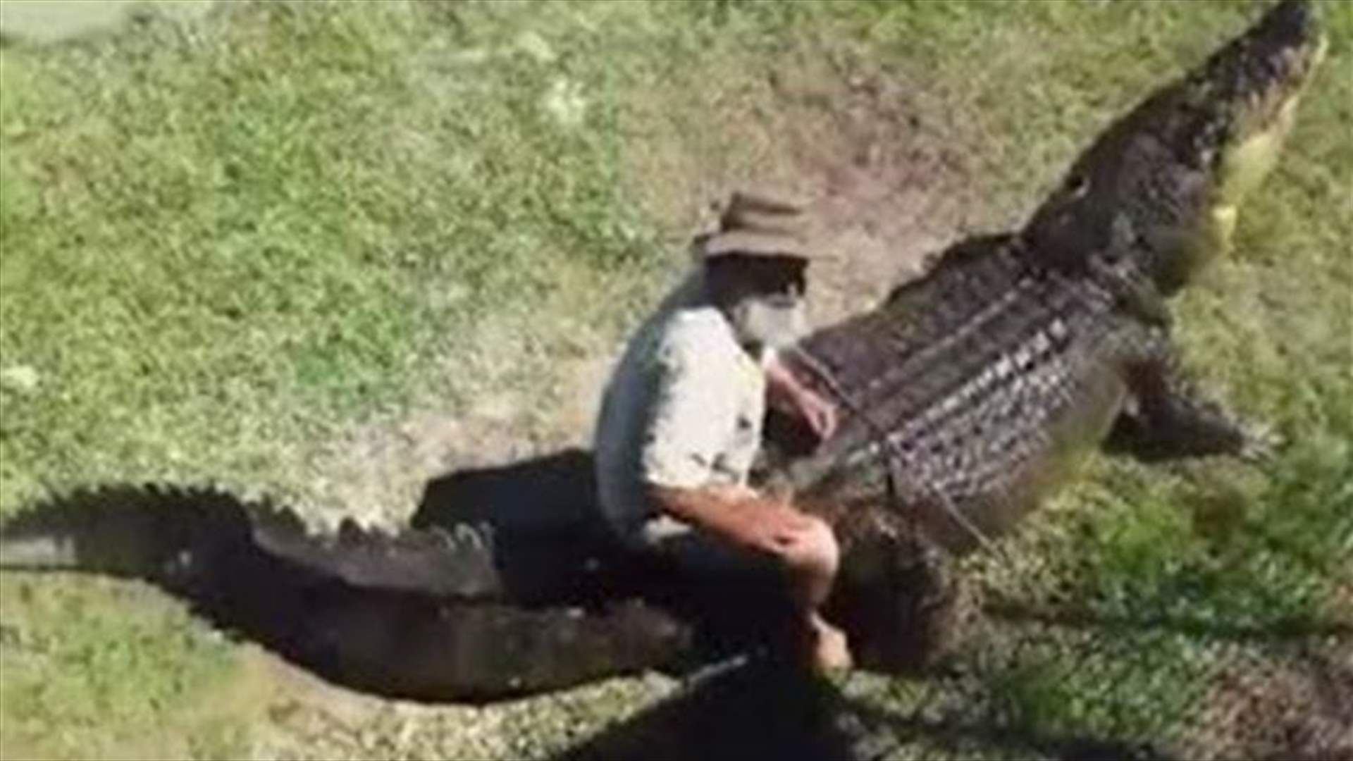 بالفيديو....إمتطى التمساح