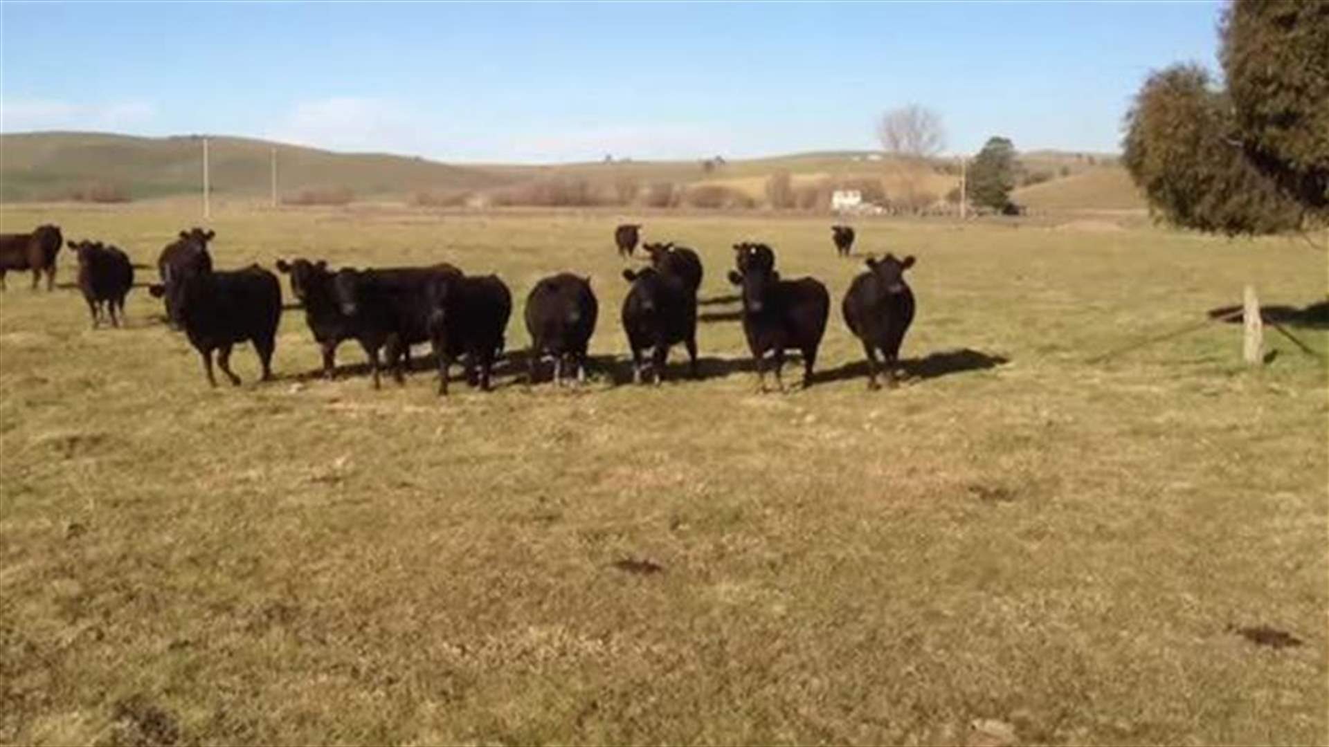 [VIDEO] How Do You Get Cows To Come Running? Sing, Apparently