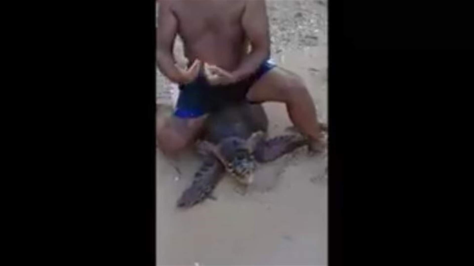 VIDEO: Beachgoers manhandle endangered marine turtle in Tyre