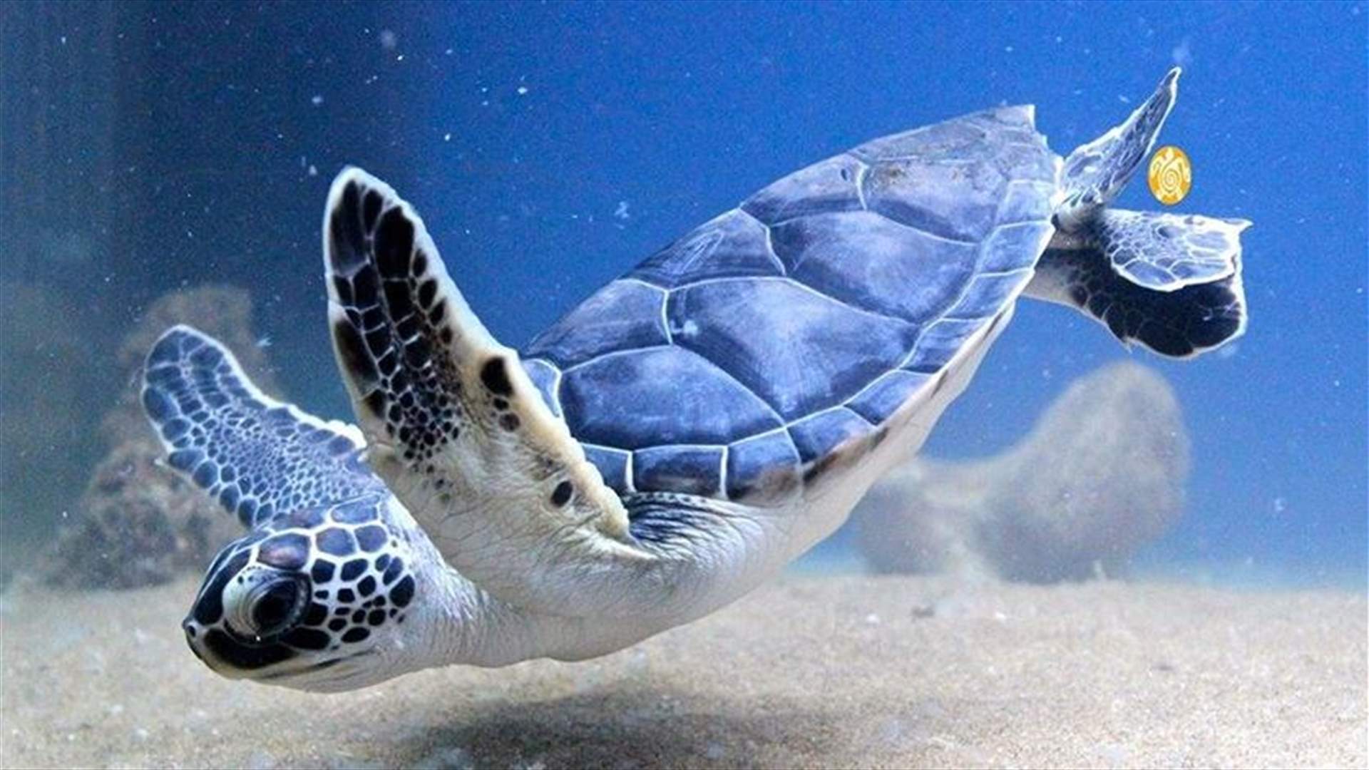 Marine Turtles. What Are They Good For? Absolutely Everything