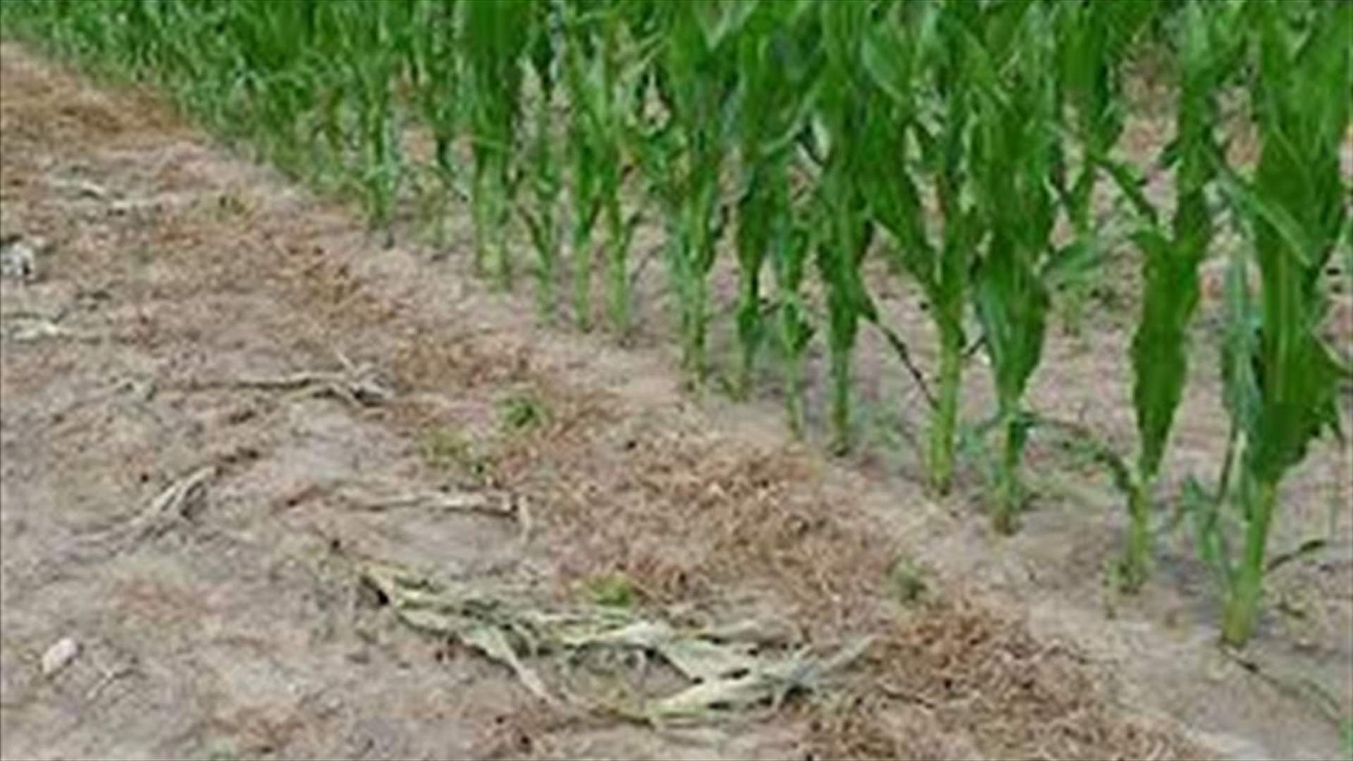 للمزارعين : هذا ما تسببه مادة الغلايفوسات