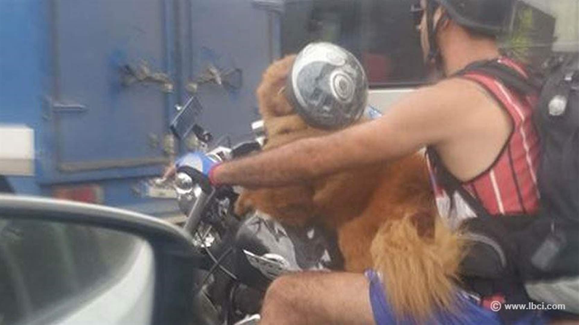 بالصورة: كلب يطبّق قانون السير