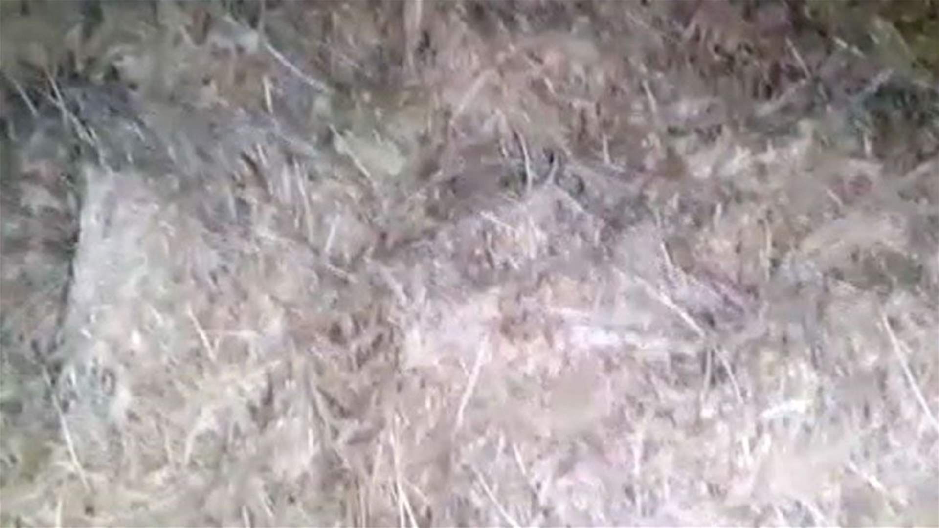 توقيف شاحنة محملة بقايا دجاج في طرابلس
