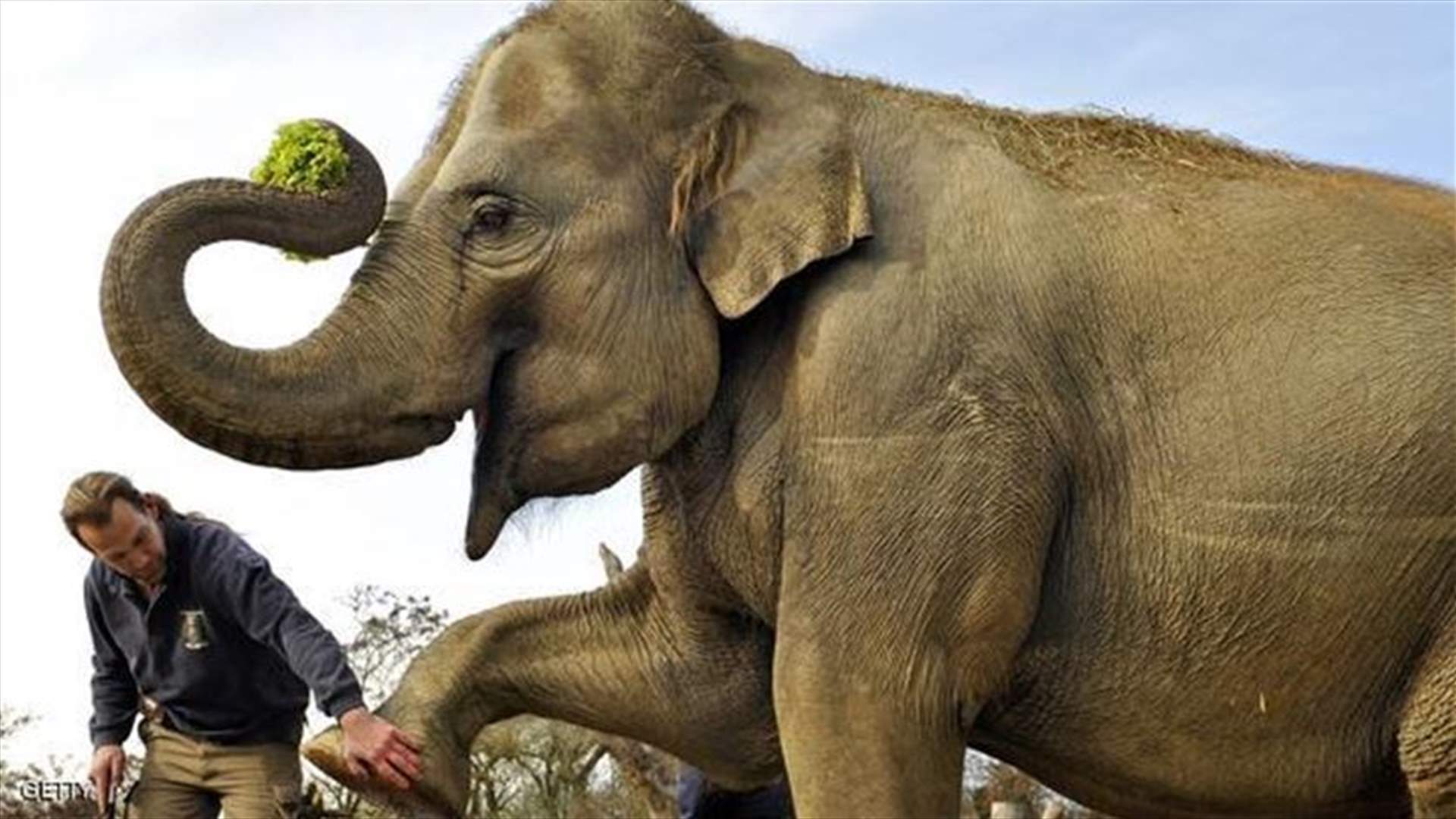 فيل في حالة هستيرية يطعن قائده بنابيه 